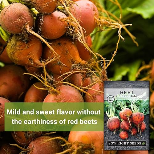 Miniatura 3 de Sow Right Seeds - Semillas de remolacha Golden Globe para plantar - Paquete de reliquia sin OMG con instrucciones para plantar y cultivar un huerto