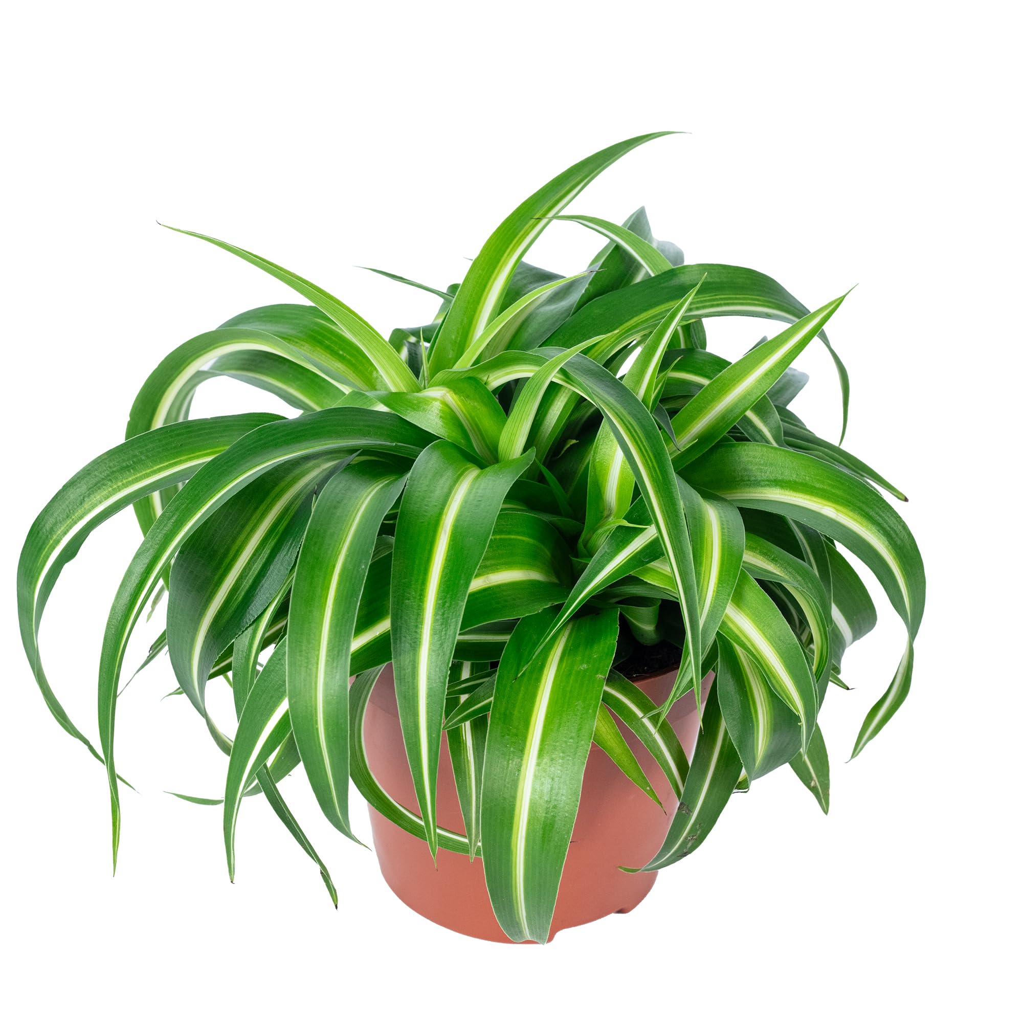 large indoor planter NMN Designs Knox Stainless Steel Pot Planter; Medium main image 0