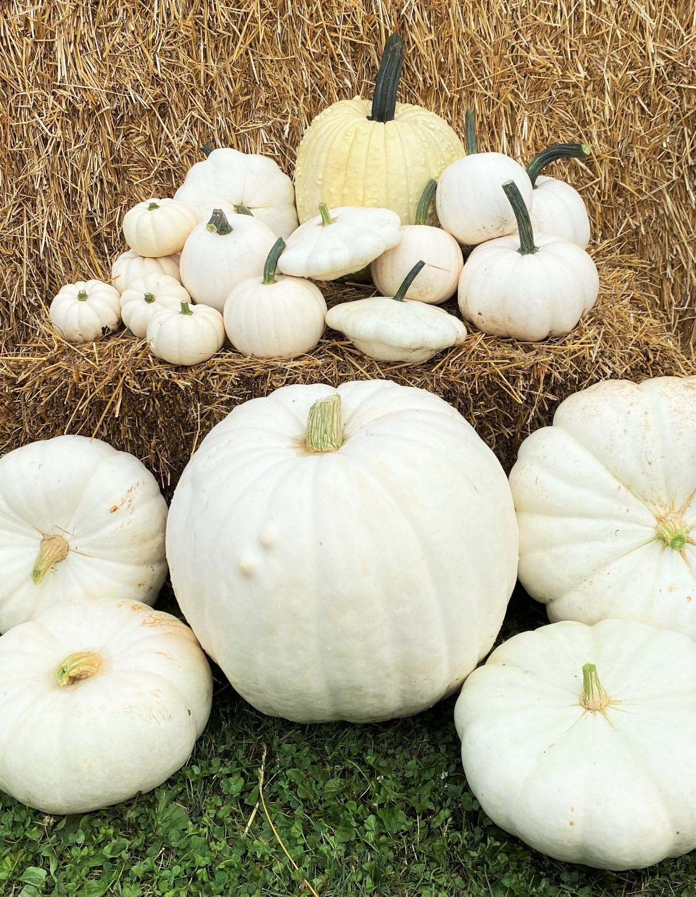 Amazon.com : TomorrowSeeds - Casper White Pumpkin Seeds - 30+