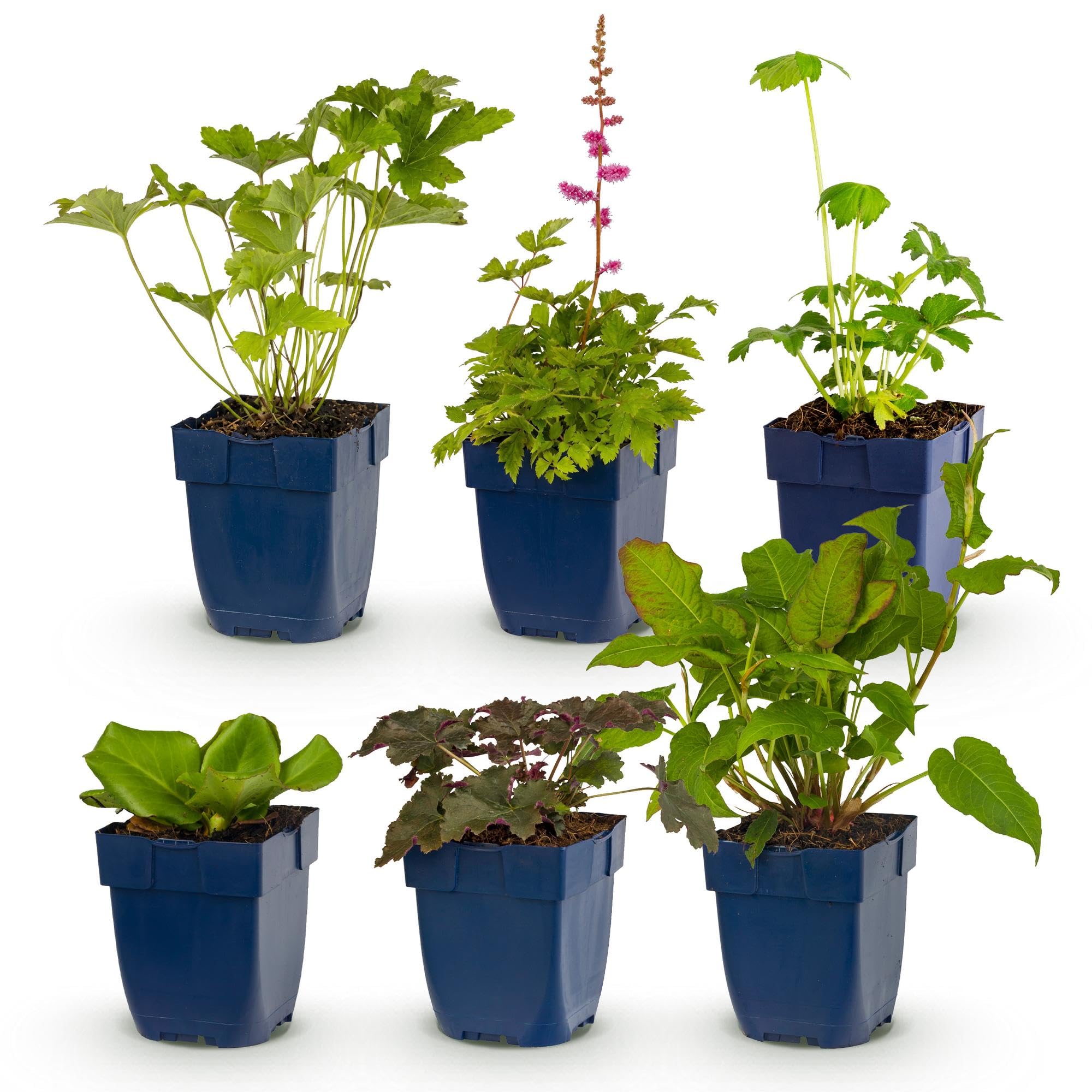 Piante Perenni da Ombra, Piante Vere per Giardino, Set da 6, Vaso 11cm