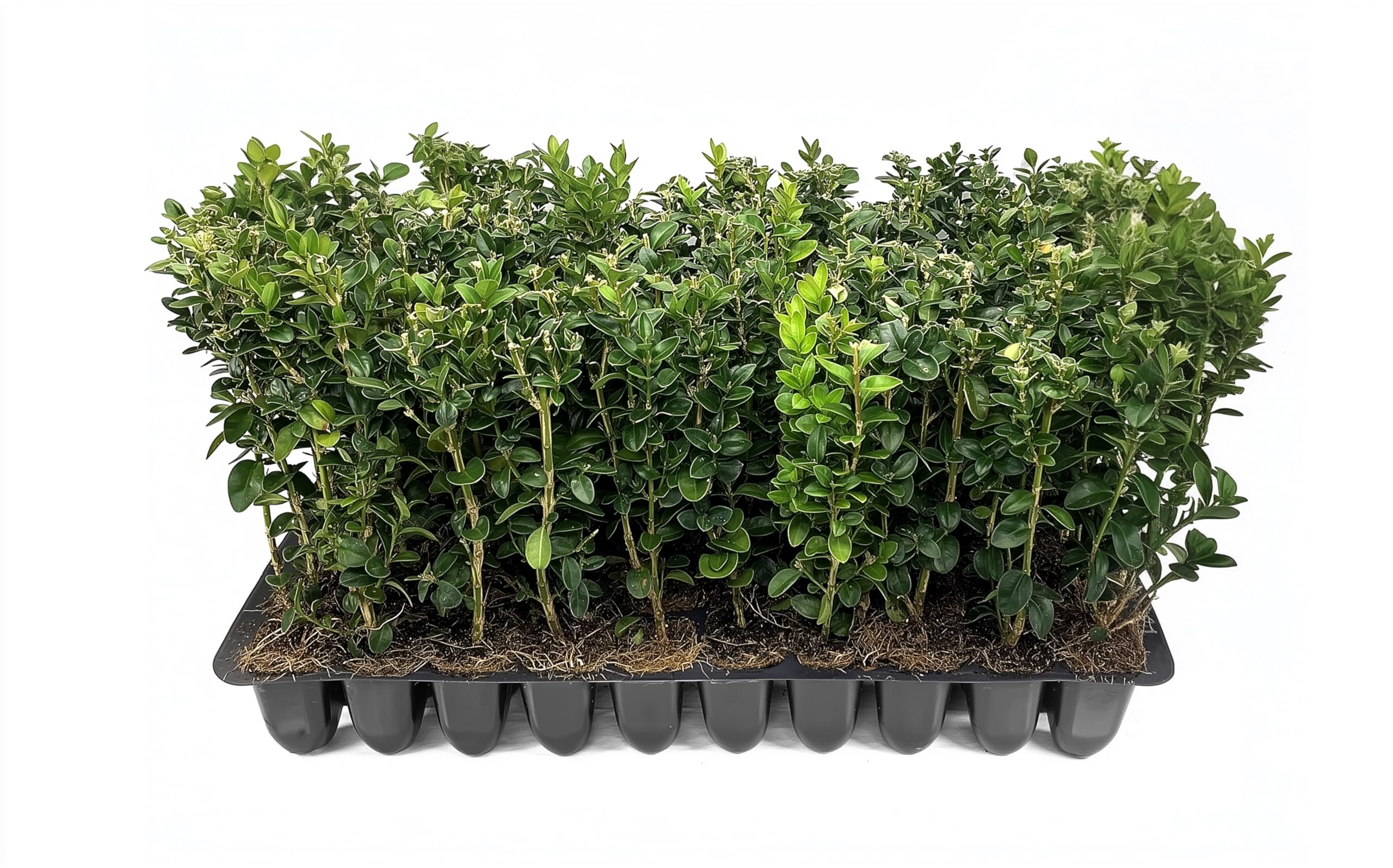 Florida Foliage Green Mountain Boxwood 3 Live Plants