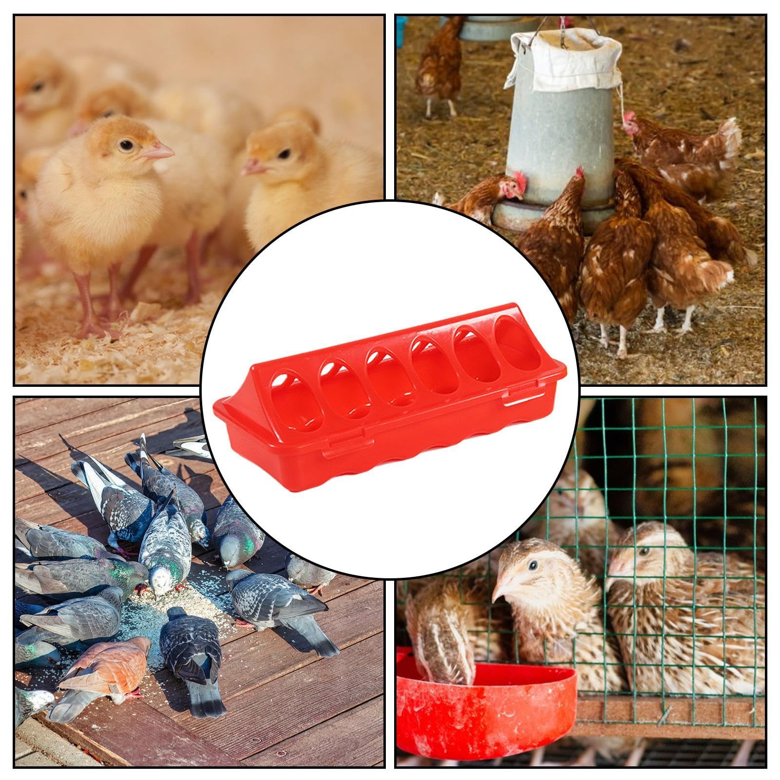 Mangiatoia per quaglie senza sprechi, mangiatoia per pollo a 6