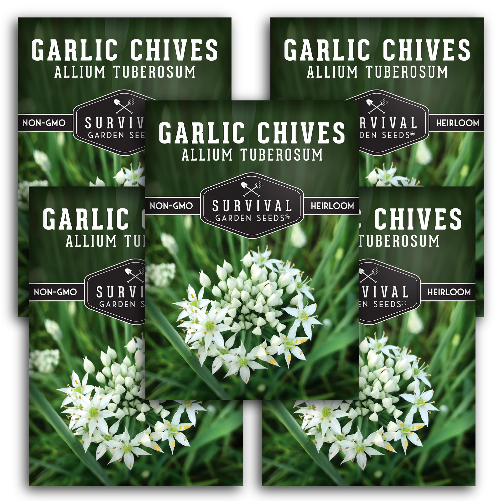 Garlic Chives Seeds for Planting - Heirloom Chinese Herb (5 Packs) | Non-GMO Chive Seed - Culinary Herb with Mild Garlic Flavor and Edible White Flowers