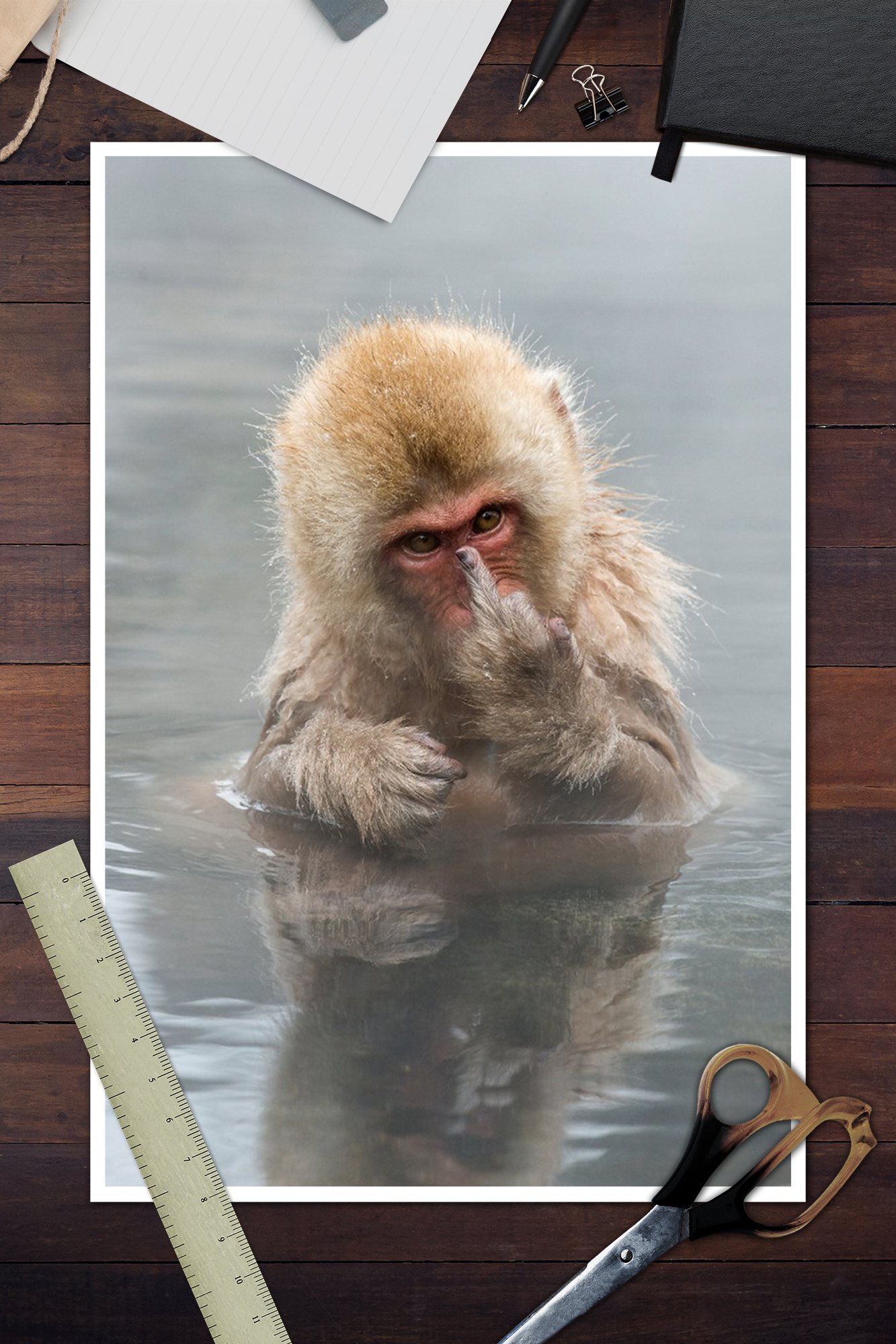 Amazon.co.jp: Japanese Macaque Monkey Showing Middle Finger 12 x