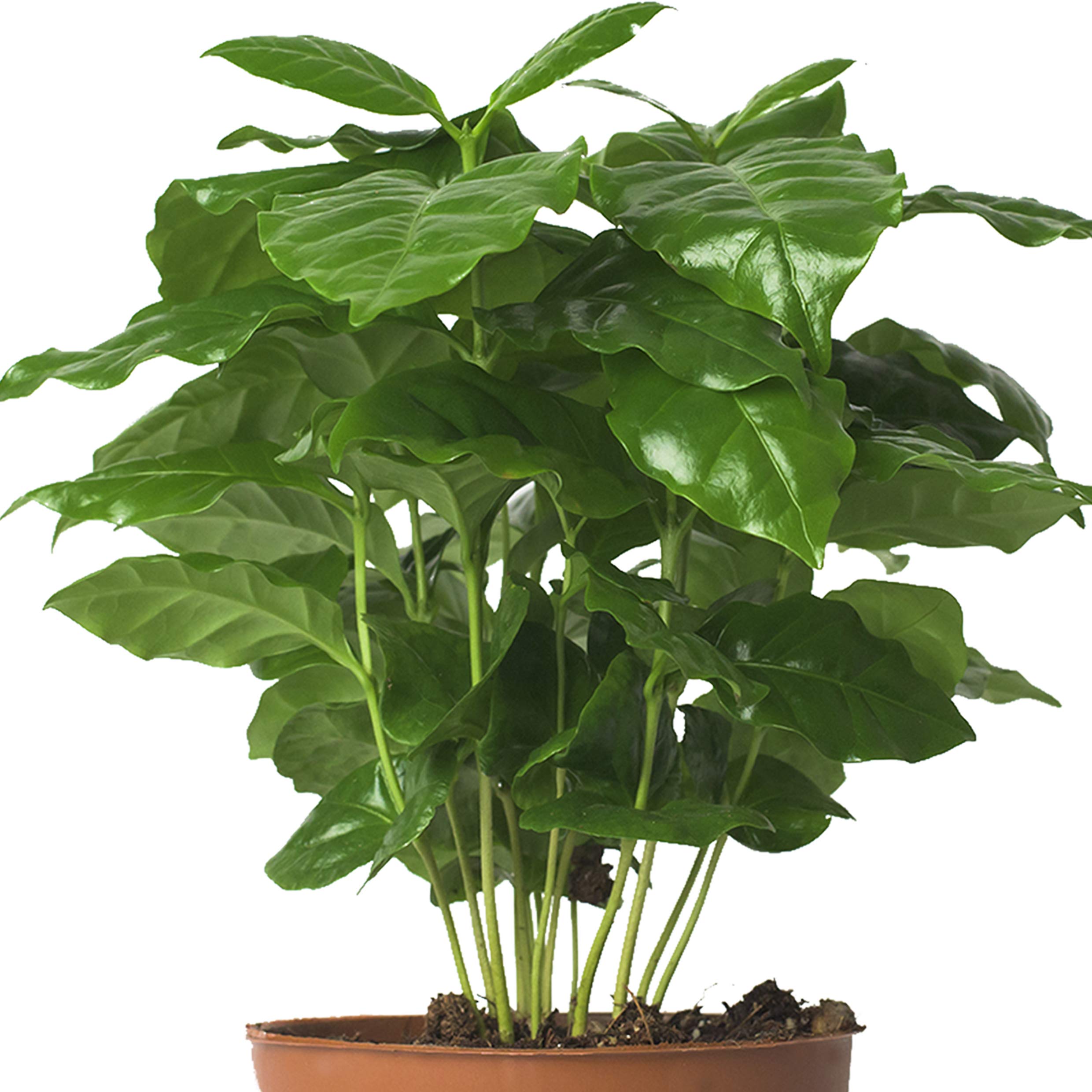 amazon künstliche palmen Künstliche Areca Palme - Amelie | 180 cm