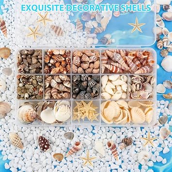 525+ Pcs Mini Shells, 12 Kinds Mixed Starfish Sea Shells for Crafting with Storage Box, 0.5-3cm Natural Seashells, DIY Shell Beads for Beach Theme Party, Wedding, Fish Tank Decorations