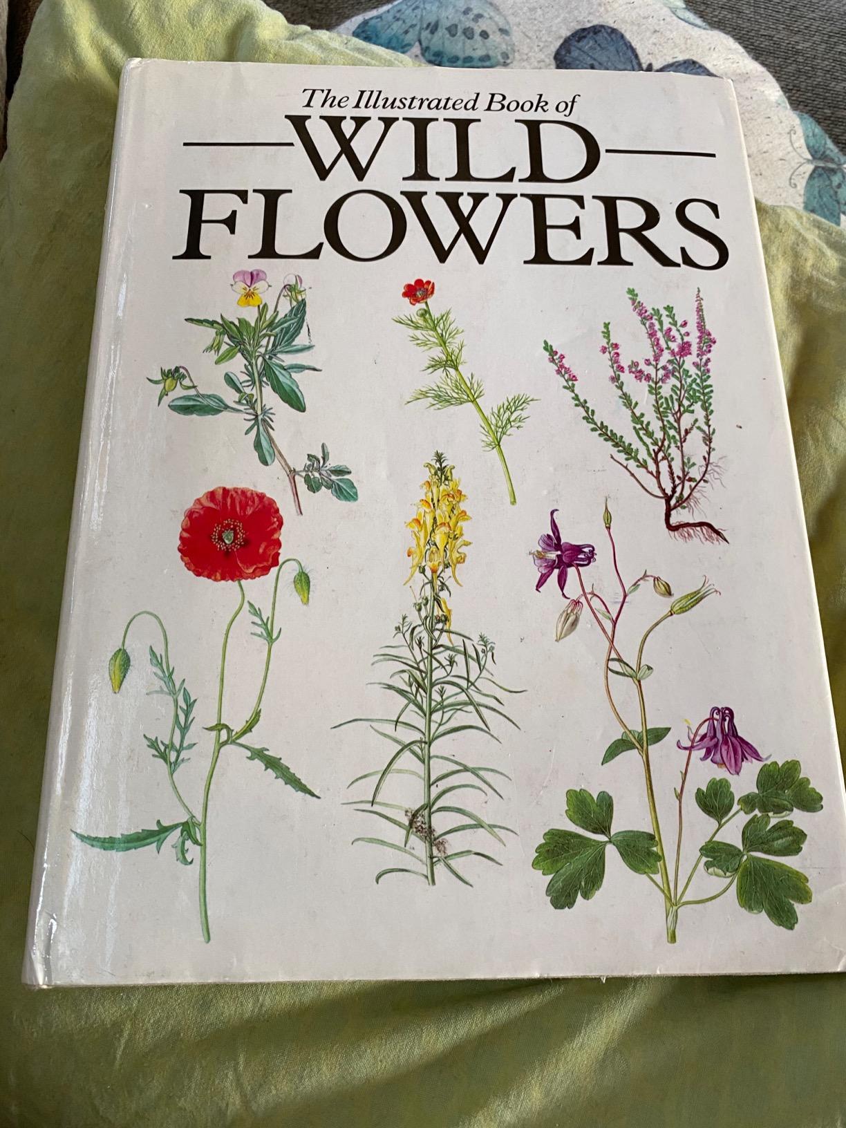 Illustrated Book of Wild Flowers Amazon.co.uk Prodhajska, Zdenka