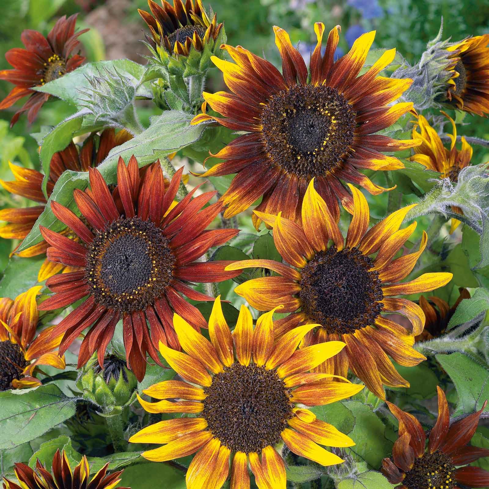 Eden Brothers Mardi Gras Sunflower Seeds