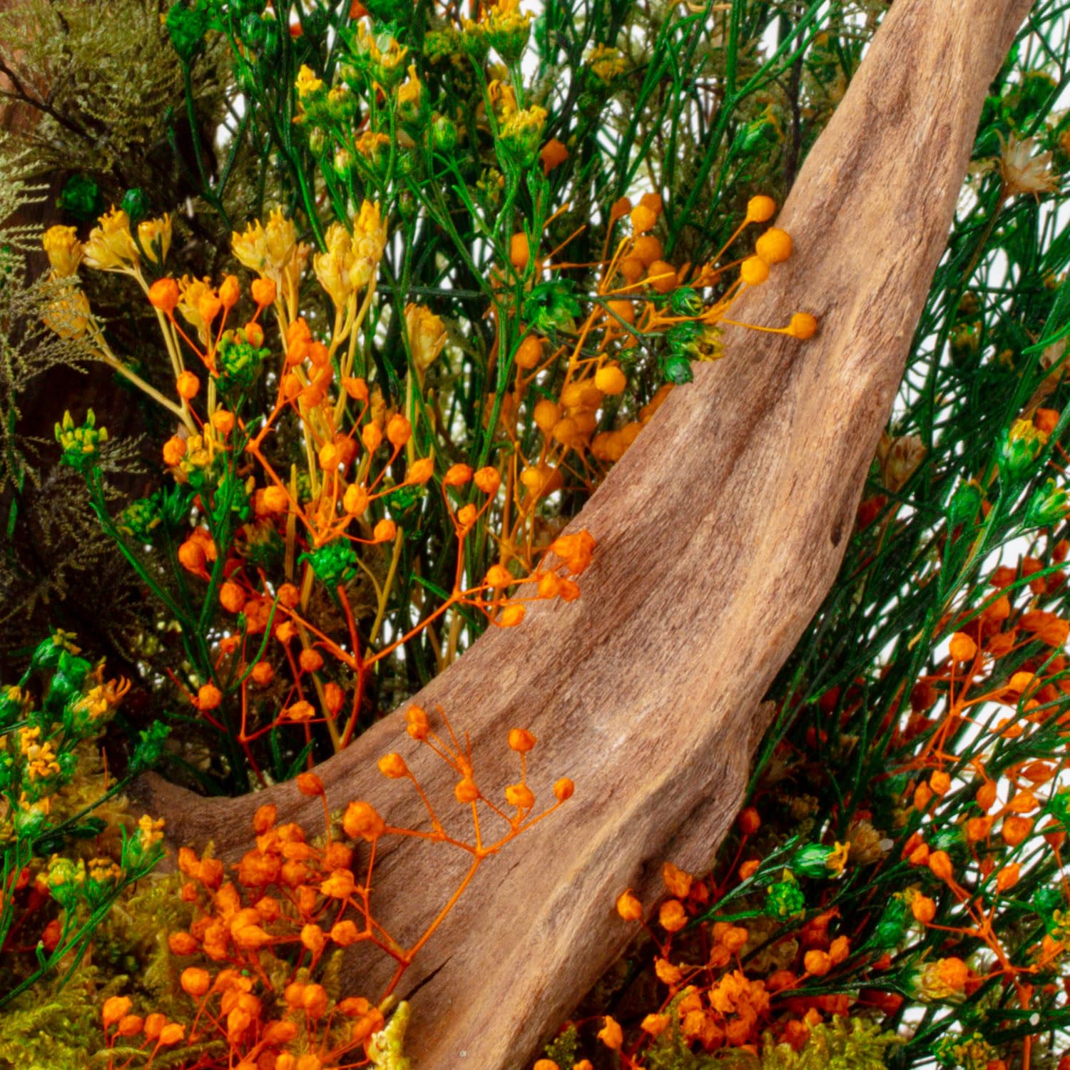 Terrario Stabilizzato Sparoza in Vetro Extrachiaro, Completo di luce e supporto, Fiori Stabilizzati Arredo Naturale Elegante Senza Manutenzione per Casa, Ufficio e Idee Regalo Green