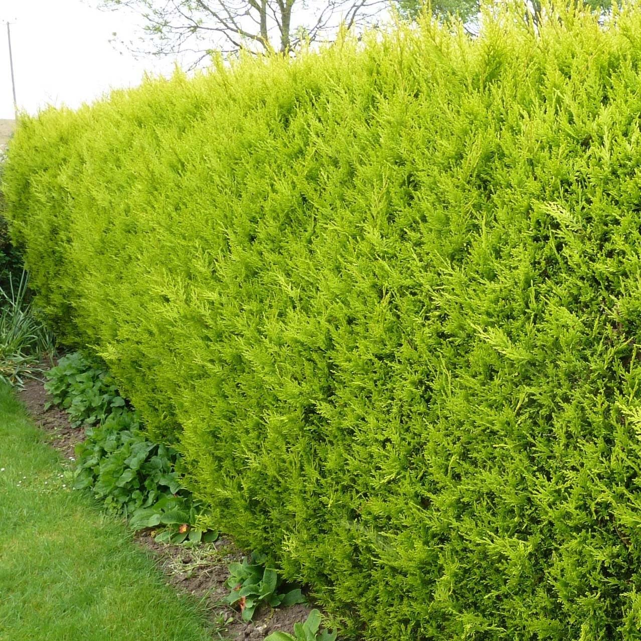 [x10] LEYLANDII Gold | Evergreen Conifer Hedging | CASTLEWELLAN | 40-60cms | P9
