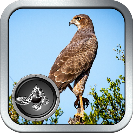 Wild Bird Song