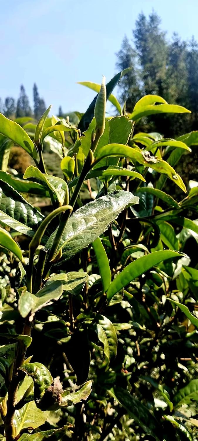 Premium Pu-erhTea，pu erh leaf，ripe tea7.05oz/200g-云南陈年普洱熟茶（ Pu-erh Tea Chunks) - Image 9