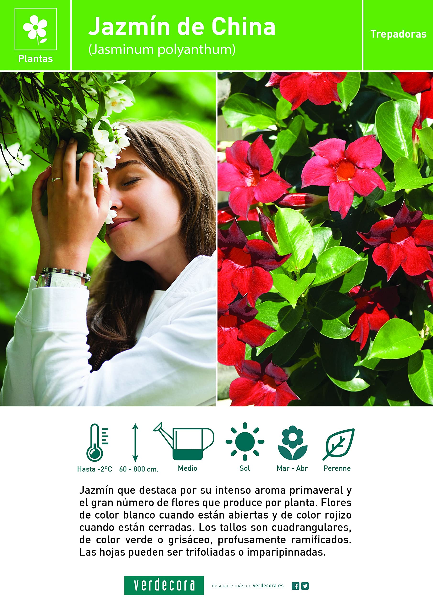 Verdecora Jazmín Chino | Planta natural de exterior con flor | Planta Perenne Trepadora Perfumada | Gran cantidad de flores con intenso aroma (Maceta 3L)
