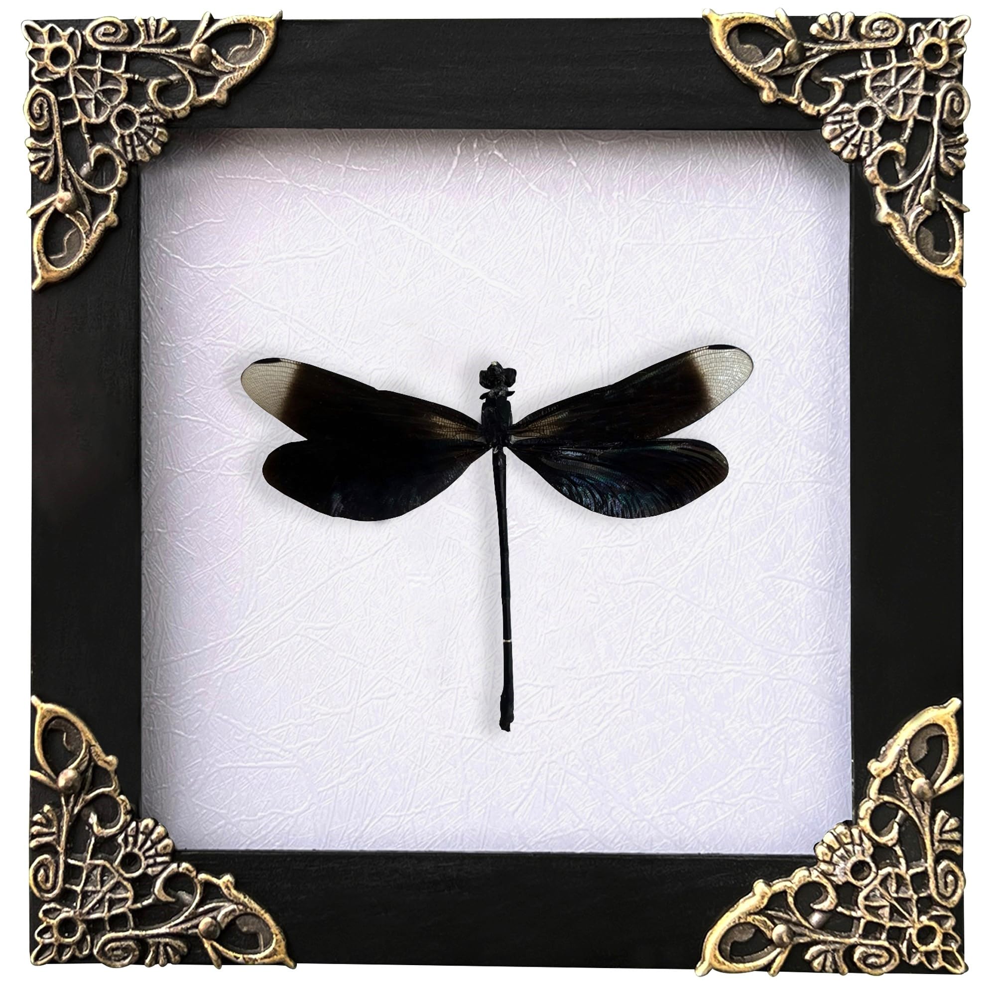 Real Black Dragonfly Shadow Box Preserved Insect Specimen Framed Taxidermy Display Gothic Wall Decor Gift for Dragonfly Lovers K12-85-TR