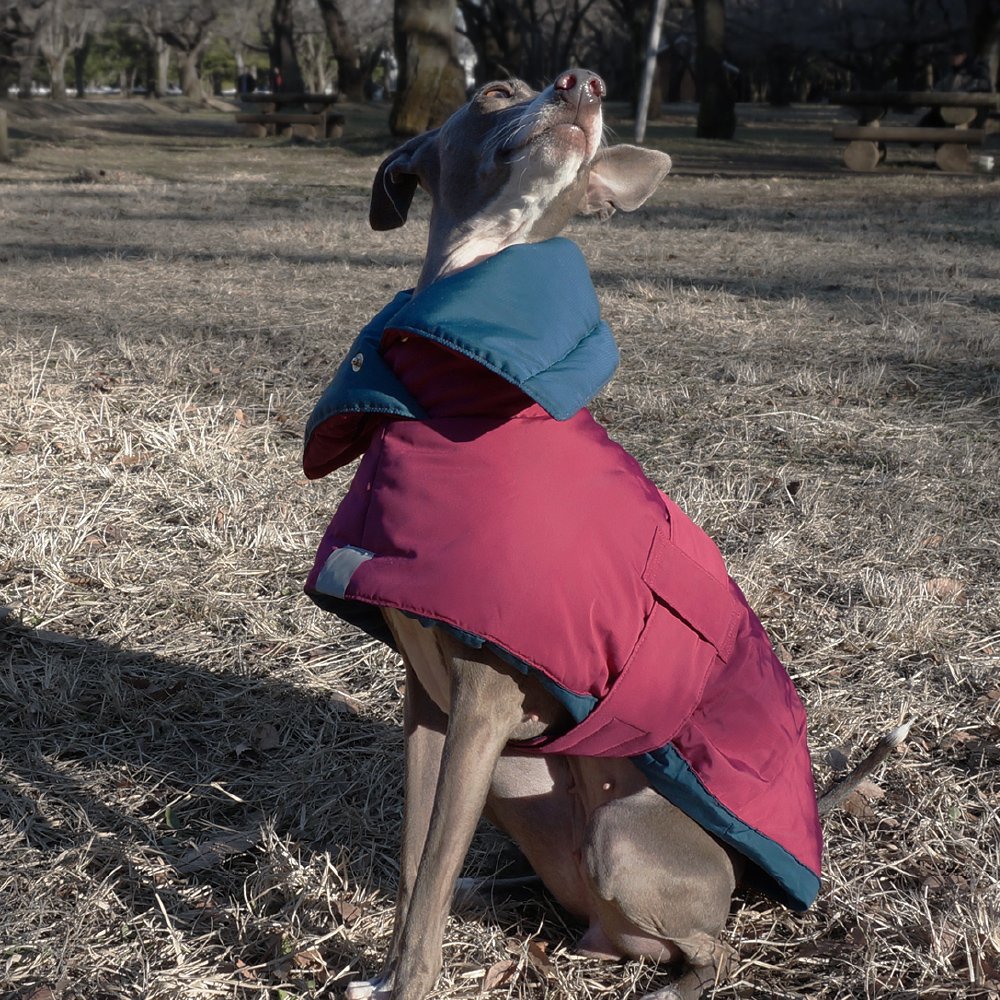 Amazon | イタリアングレーハウンド服 Houndy's リバーシブル オーバー