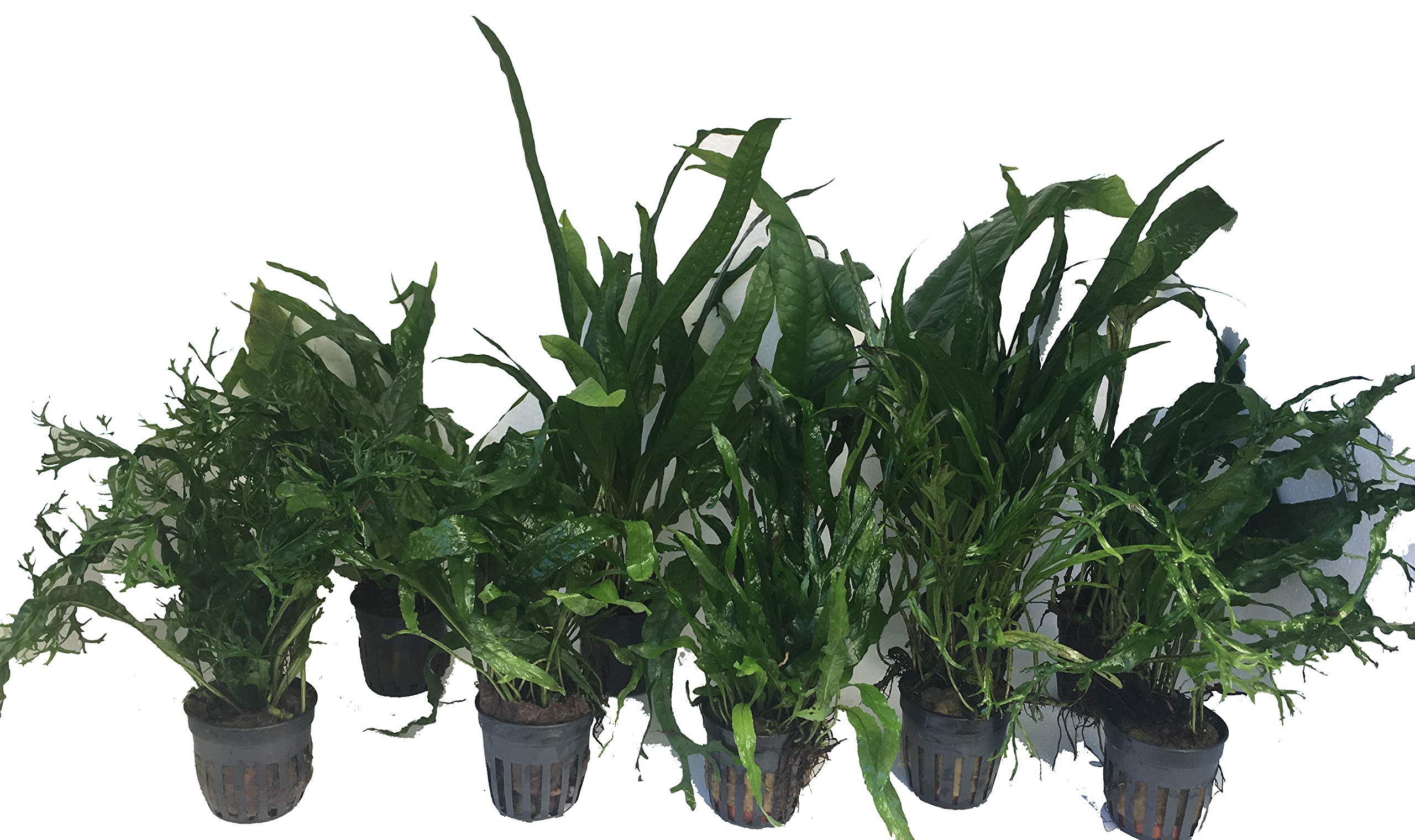 10 Unidades Microsorium Gran Selección, Planta Viva para acuarios