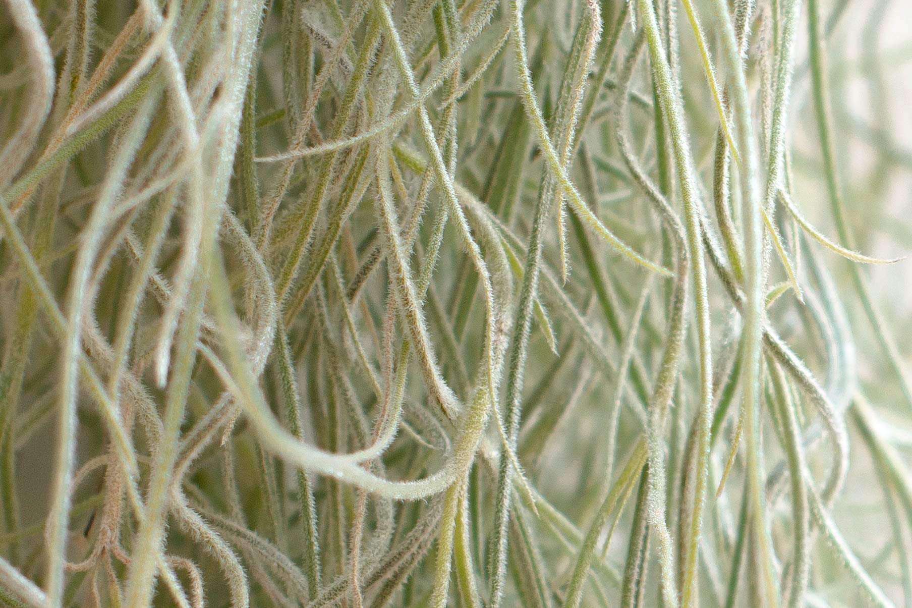 Piante Tillandsia Usneoides - Tillandsias Capelli di Fata - Garofano Pianta - Pianta Figlia del Vento - Piante Senza Terra - Muschio Vero (3, 80-90 cm)