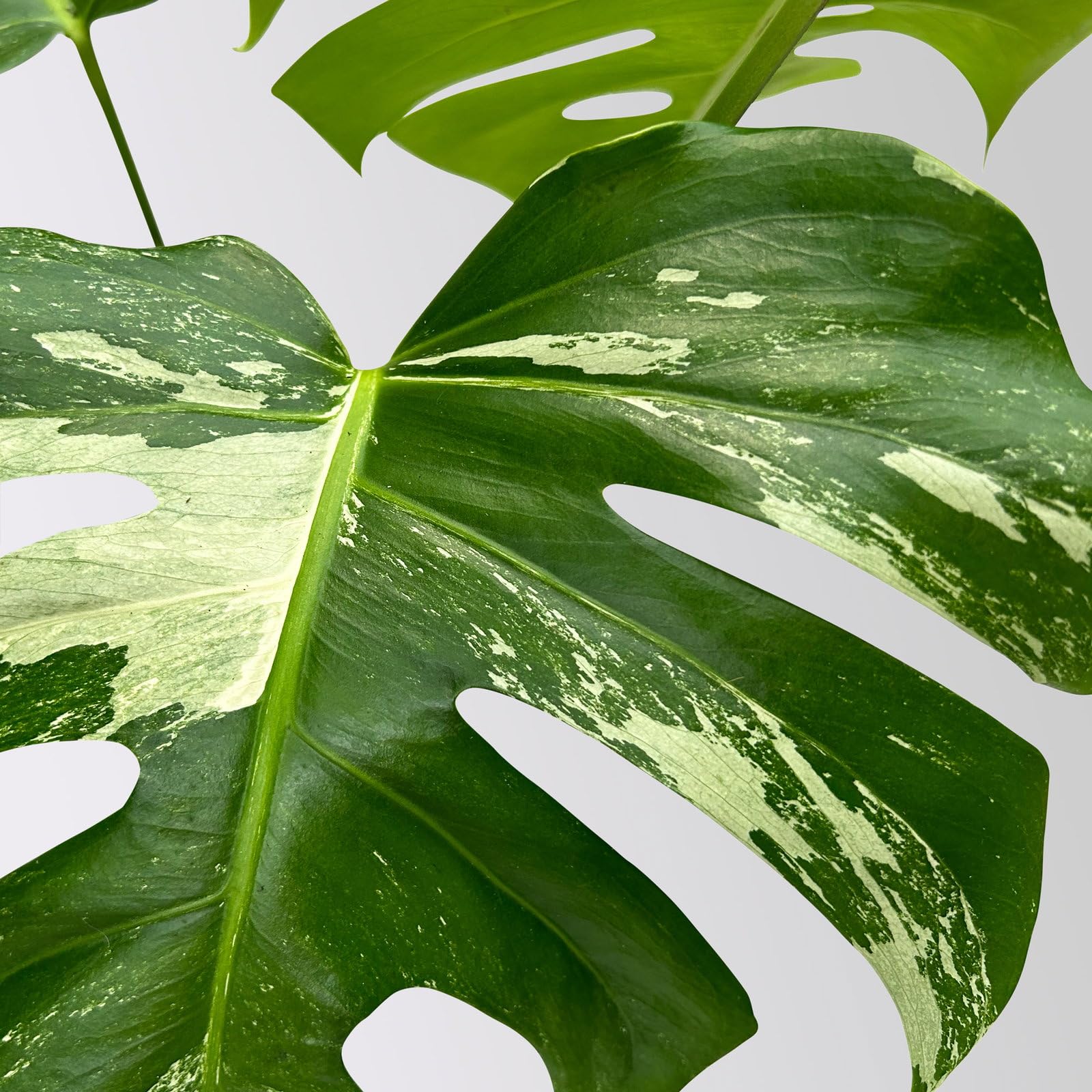 flower philodendron Philodendron Red Sun