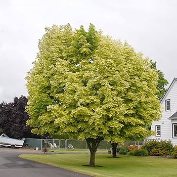 maple Acer saccharum - Fall Fiesta Sugar Maple - Sugar Creek Gardens