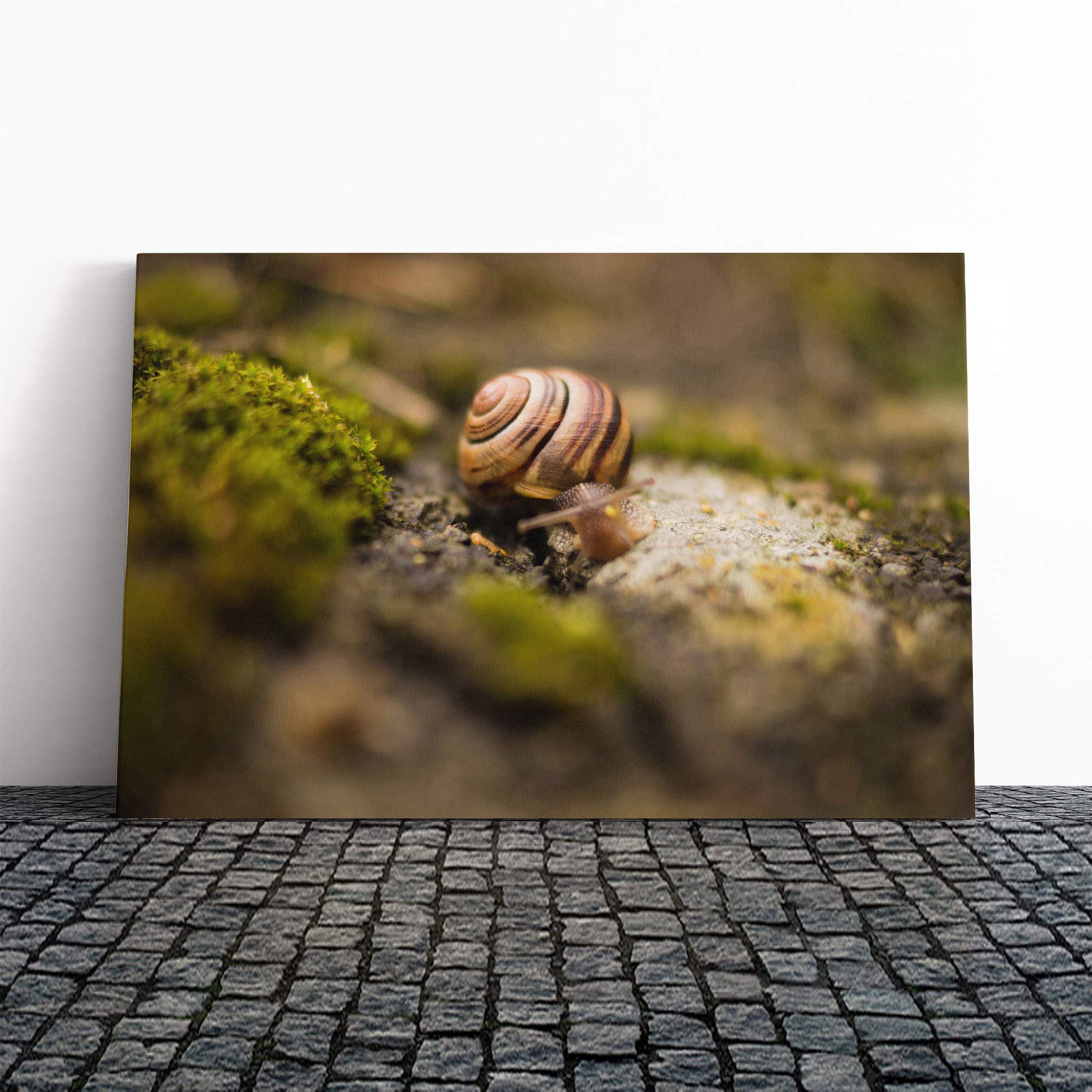 Snail (1) Canvas Print | Gallery Wrapped 30mm Frame Wall Art | 30x20 inches | Ready to Hang | Modern Picture | Living Room Bedroom Lounge Office