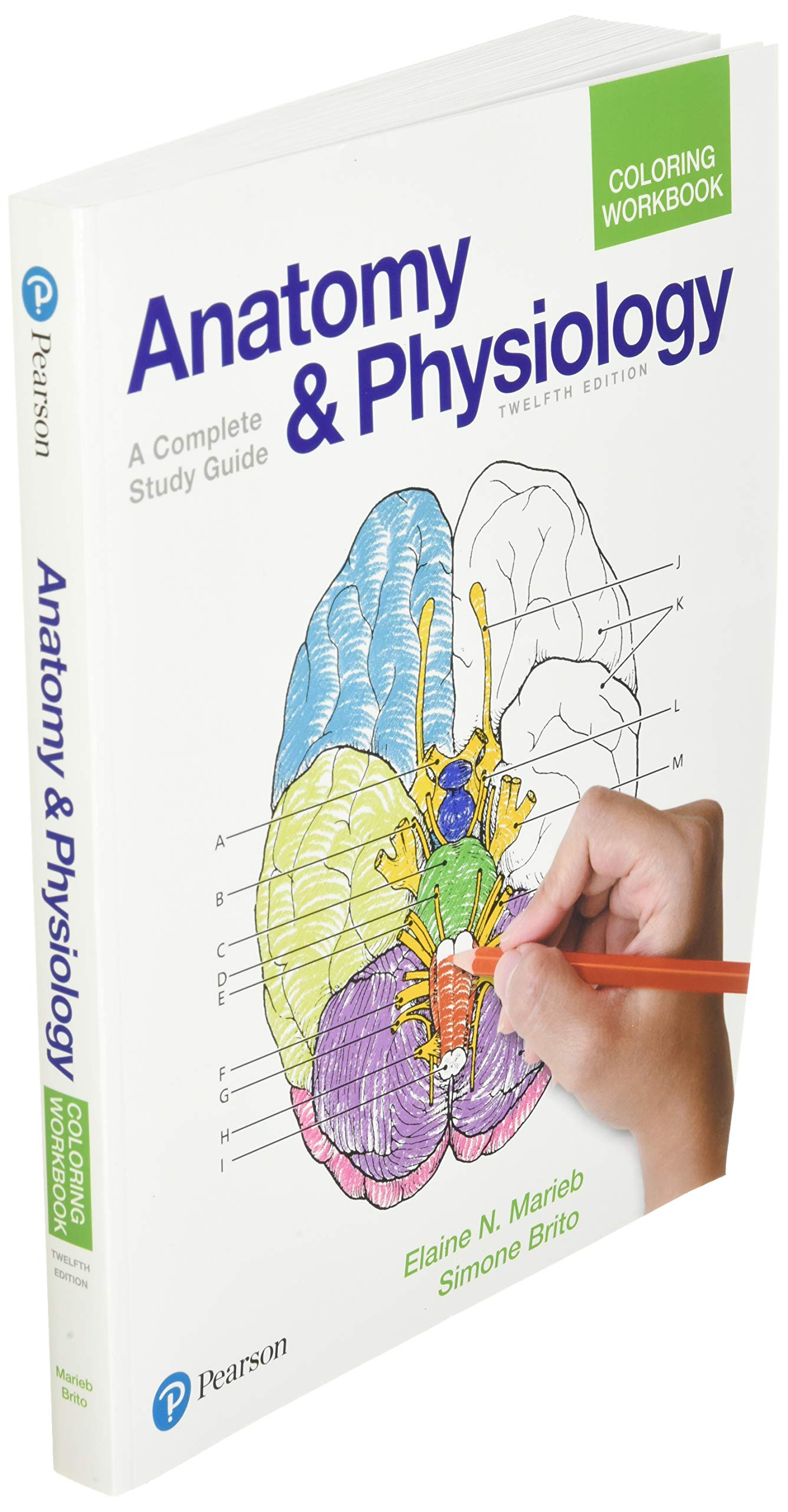 Anatomy and Physiology Coloring Workbook: A Complete Study Guide - Image 3