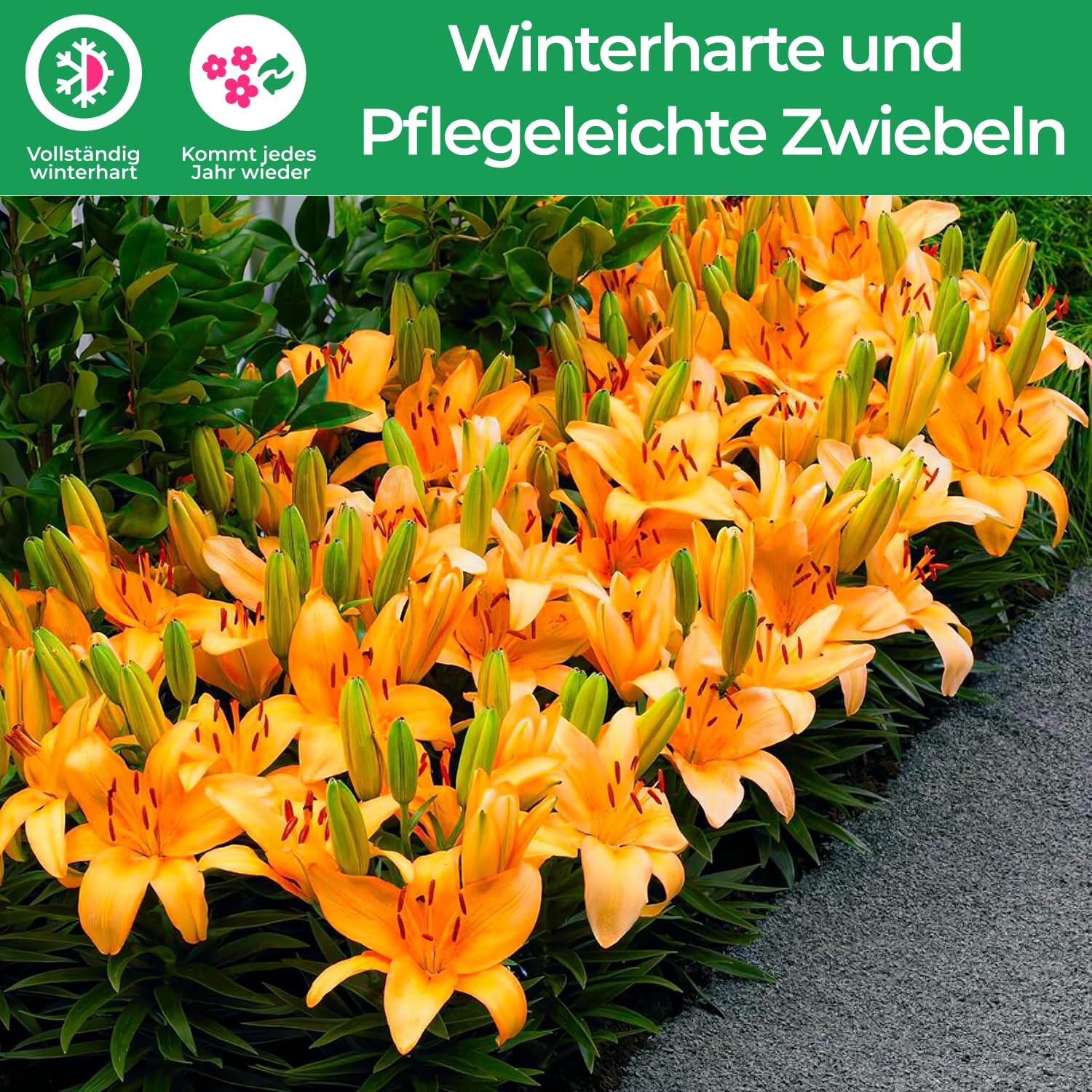 Schwertlilien Knollen - Winterharte Iris Zwiebeln, 4 Stück