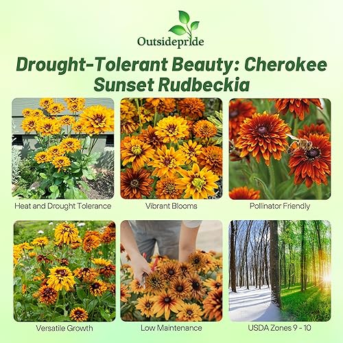 Miniatura 2 de Outsidepride Cherokee Sunset Rudbeckia Hirta Seeds  200 piezas de semillas perennes, a prueba de ciervos, semillas de flores para plantar al aire