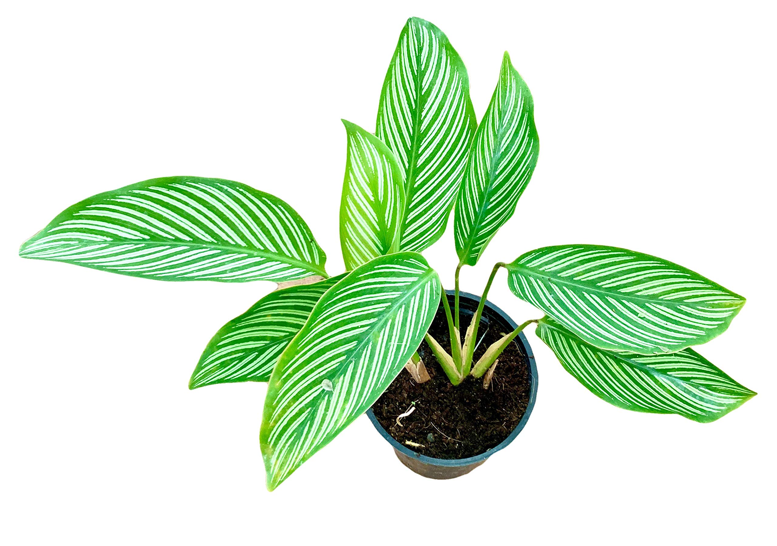 The Four Seasons Calathea Vittata | Calathea Elliptica | Rare Natural Live Plant in Pot (B08CY6YR2Q) Amazon Price History, Amazon Price Tracker