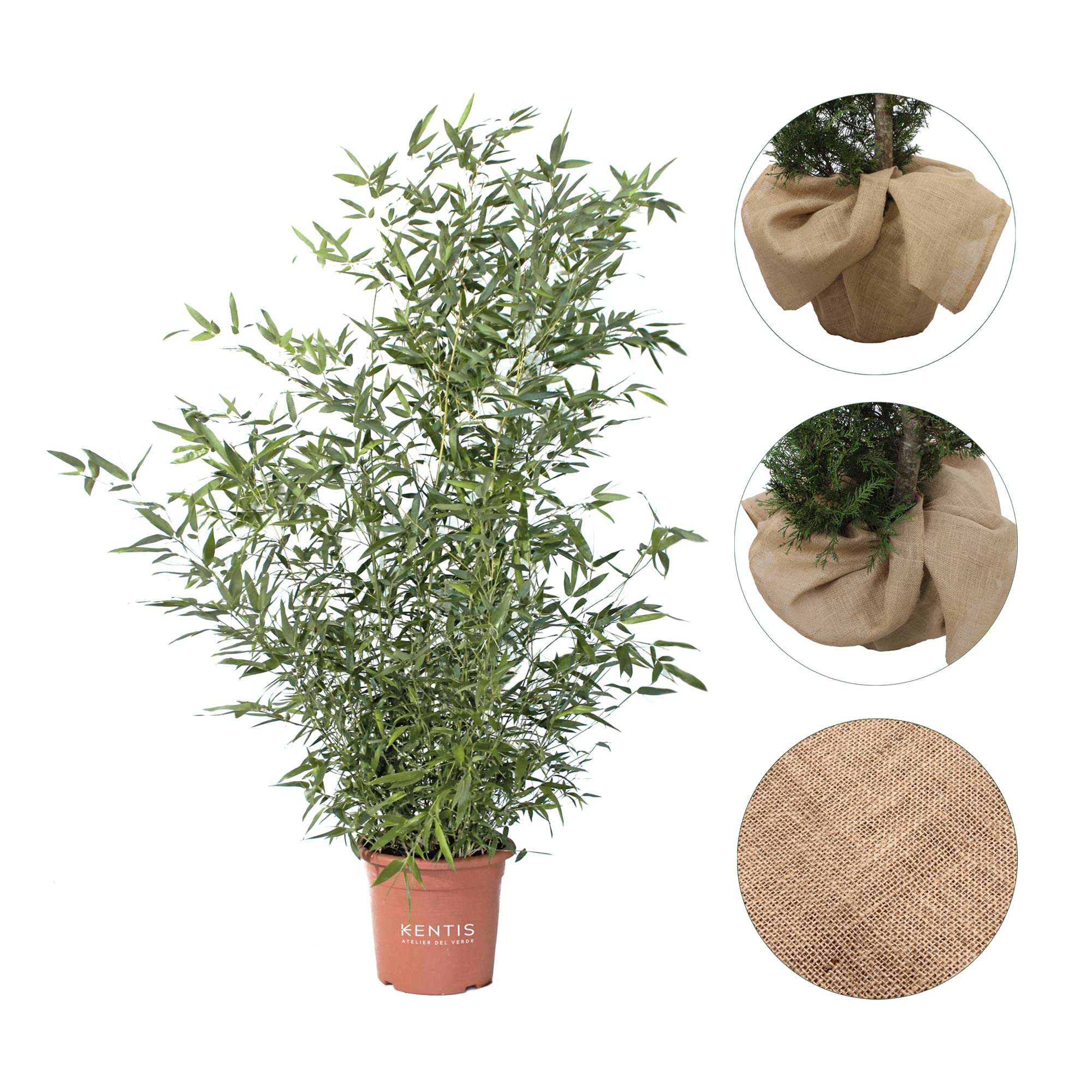 KENTIS - Bambusa Phyllostachys Bissetii con Decorazione Vaso in Juta - Bamboo Pianta Vera da Esterno - Bambù Piante da Giardino - H 170-200 cm Vaso Ø 24 cm