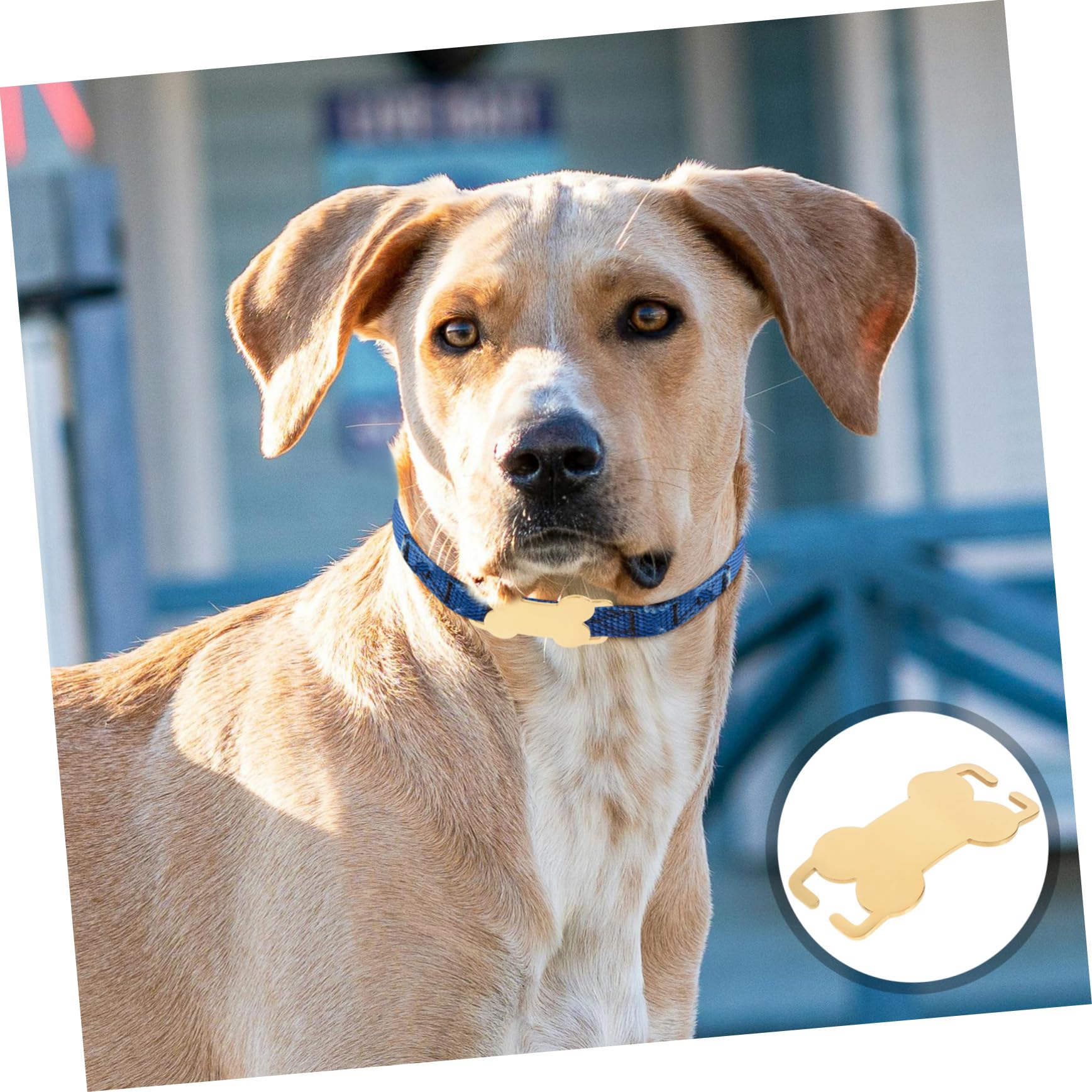 COLLBATH 4 Set Bones Dog Card Medagliette Per Collare Targhetta Identificativa Per Collare Per Cani Medagliette Per Animali Domestici Per Cani in Acciaio Inossidabile 3 Pezzi*4