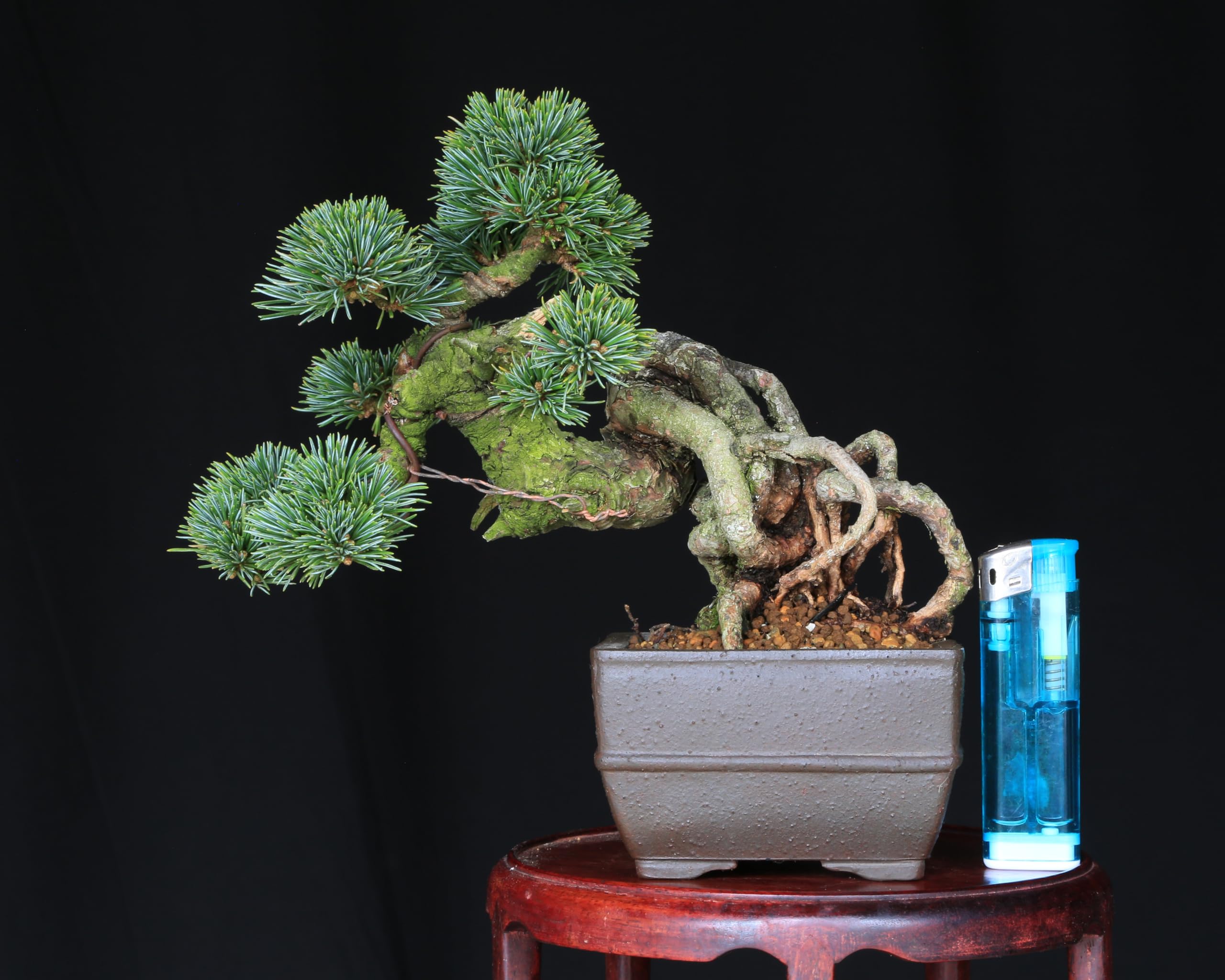 Amazon.co.jp: 【泰寿園Online】吾妻五葉松【吾妻誉