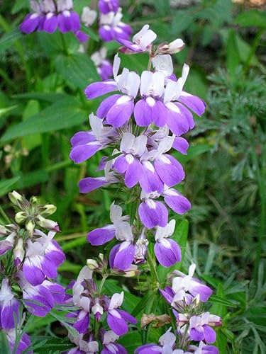 Más de 100 semillas, casas chinas, Collinsia heterophylla, flor delicada única, hermosa flor