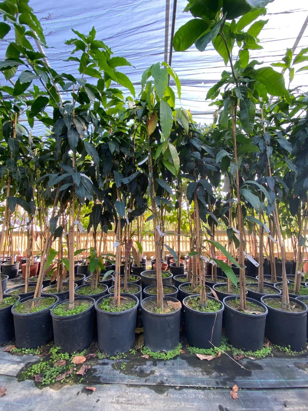 Pianta Di Mango In Vaso 3L - Mangifera Indica, Vivaio Italiano - Foto 12