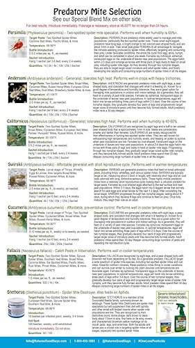 Miniatura 4 de Natures Good Guys - Amblyseius swirskii (10 sobres con 250 ácaros)