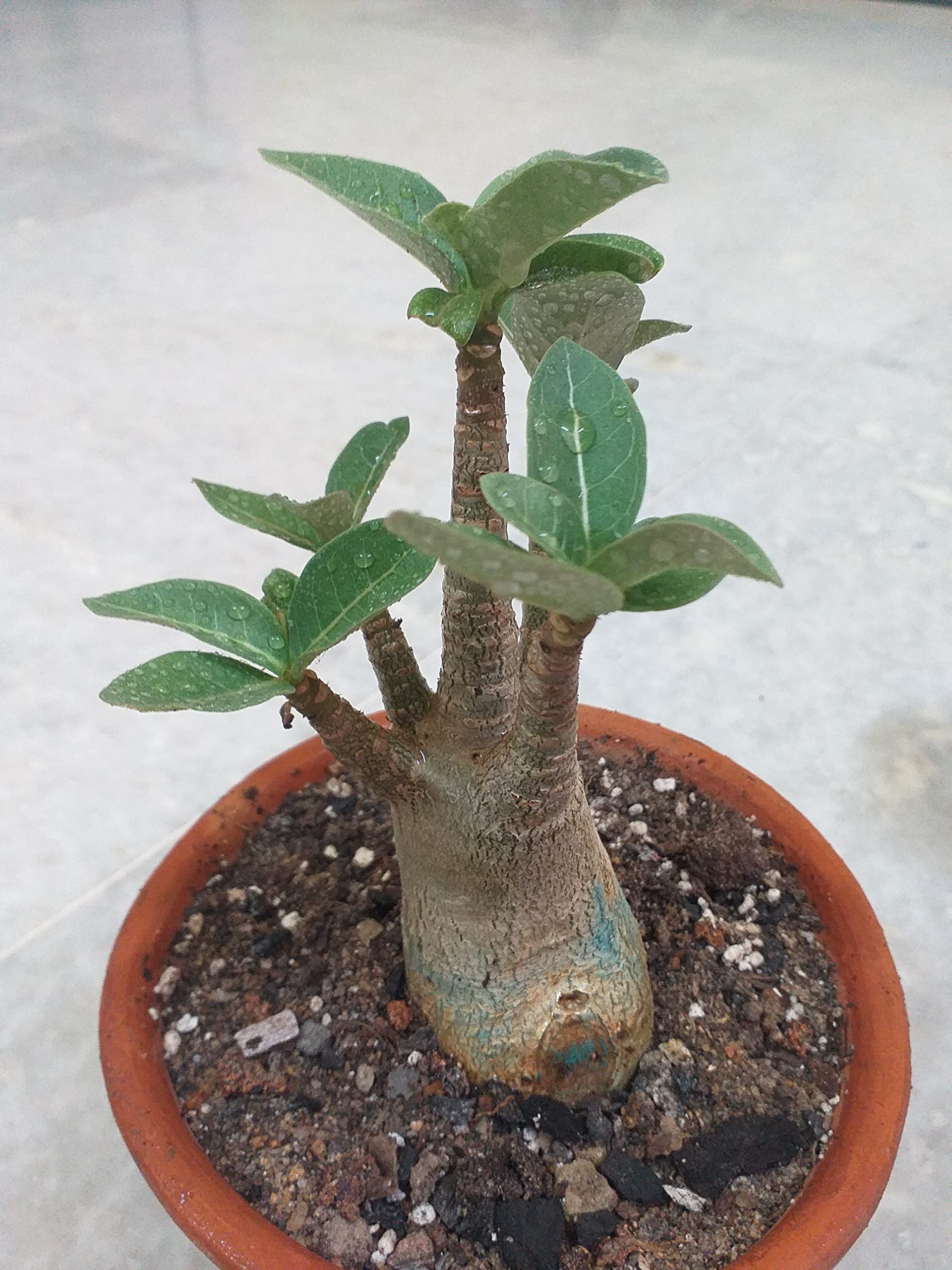 See full amazon price history chart for Grin Heaven Nursery, Adenium Arabicum Godji Live Plant Grin Heaven Nursery, Adenium Arabicum Godji Live Plant (B0BCZQ9K31) Amazon Price History, Amazon Price Tracker