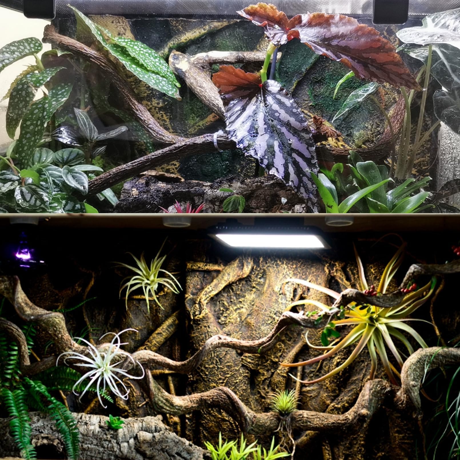 Decoración de reptiles, rama de bosque natural, decoración de hábitat, lagarto trepador, rama de árbol para dragón barbudo, geco, serpiente, camaleón, araña, rana, 3 unidades