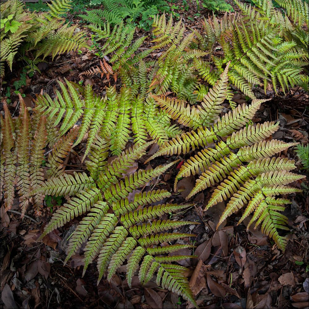 YouGarden Prolific Copper Shield Fern, 1 x 2 Litre Pot, Evergreen Hardy Plant, Colour Changing Fronds, Great For Shade