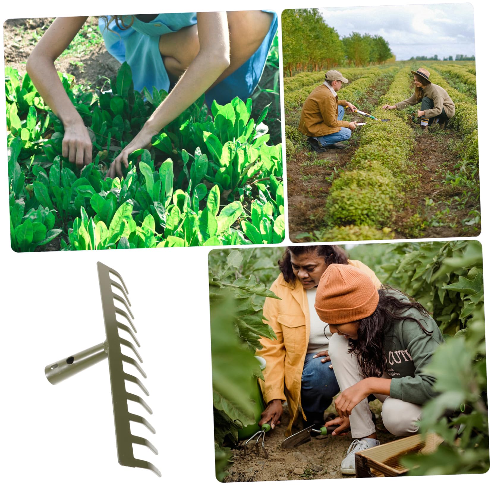 NUOBESTY 3 Teiliger Gartenrechen Zum Jäten Lösen Rostfreie Zinken Rechen Werkzeugkopf Gartenarbeit Im Freien Klein Laub Strauchrechen Rasenrechen Grasrechen Lagerrechen