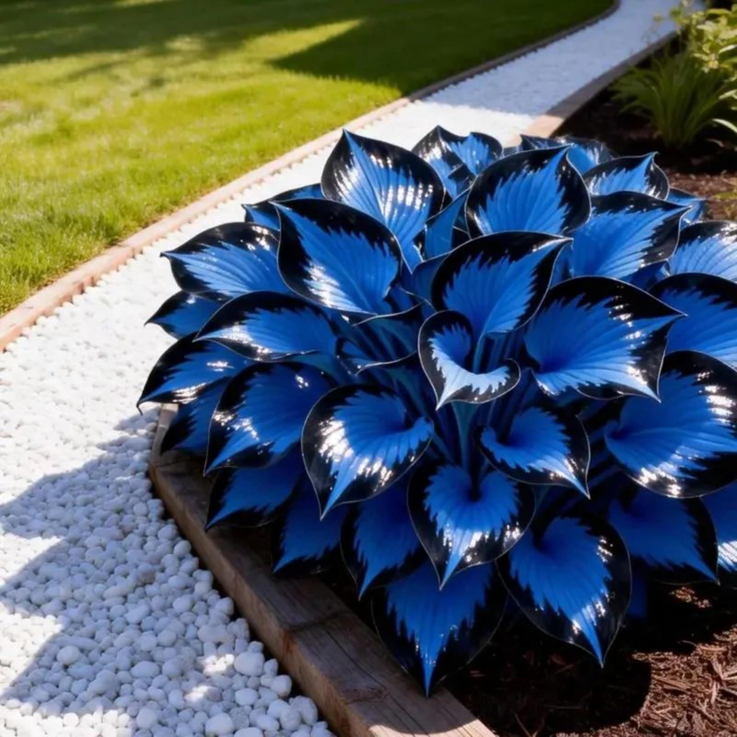 Hosta Plants for Sale, Ornamental Flowers, Easy to Maintain, Hosta Bulbs Live, No Watering Required, Hardy Perennial, Garden Decoration,-8bulbs-f