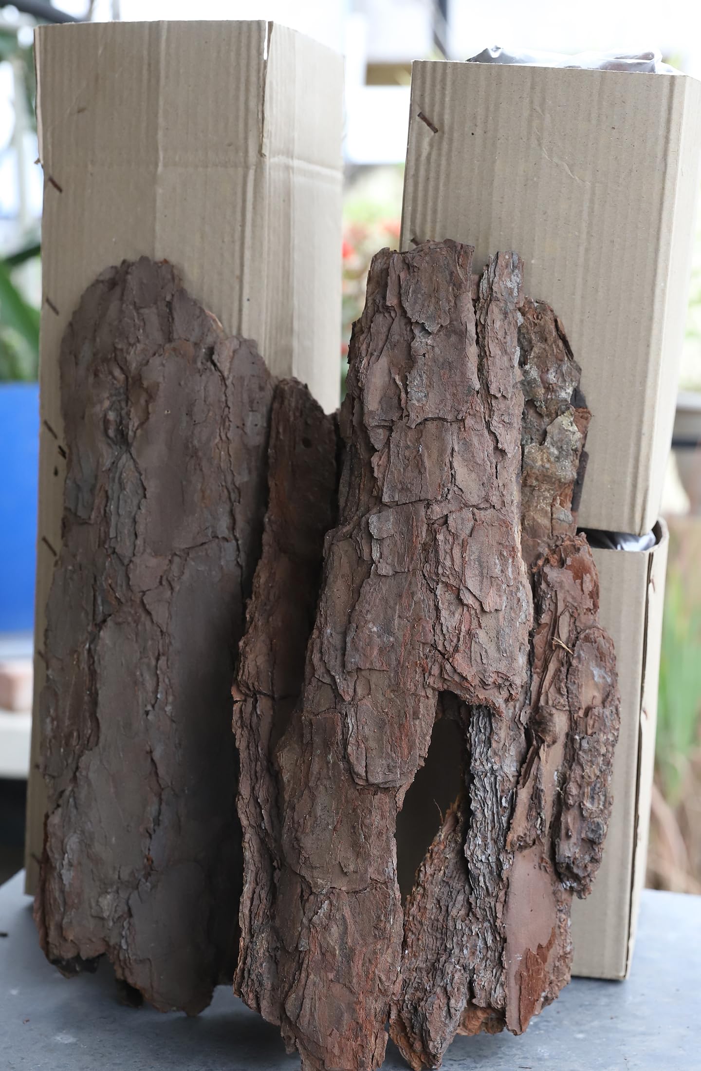 Happy Jiffy Premium Pine Bark Block for Orchid Mount. Length: 9" to 18", Breadth: 4" to 6 Inch and Thikness: 1" Approximately. (1.5 KG Approx)