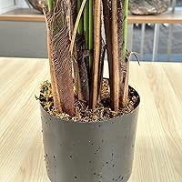 Vista 8 de Palmera artificial de areca de 5 pies, palmera falsa con 17 troncos, planta artificial premontada con musgo realista para oficina en casa, árbol