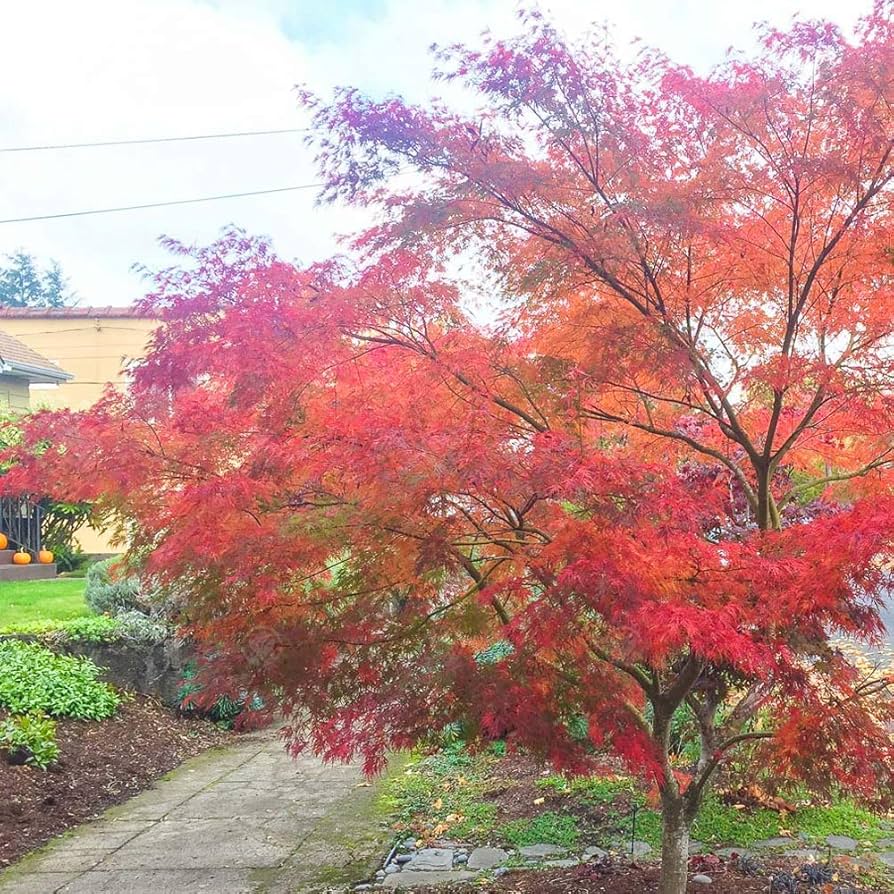 メイプル様②★★ Japanese Maple Seeds Buy Seiryu Japanese Maple Tree | FREE