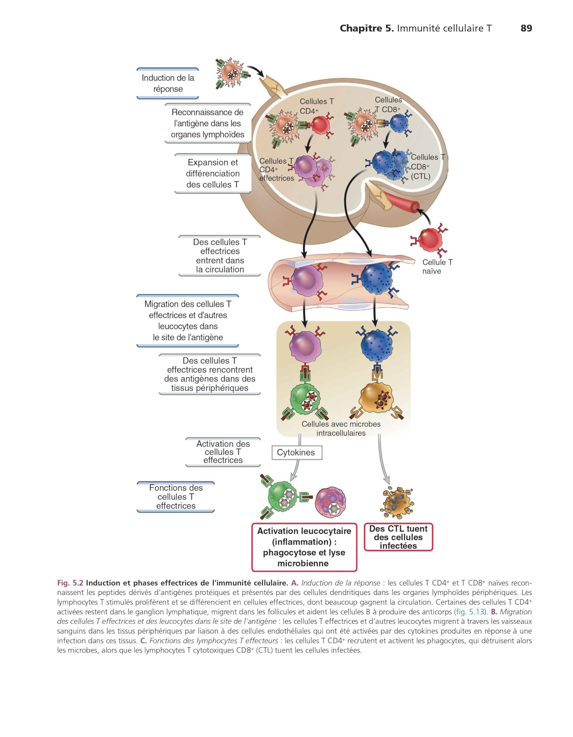 Les bases de l'immunologie fondamentale et clinique