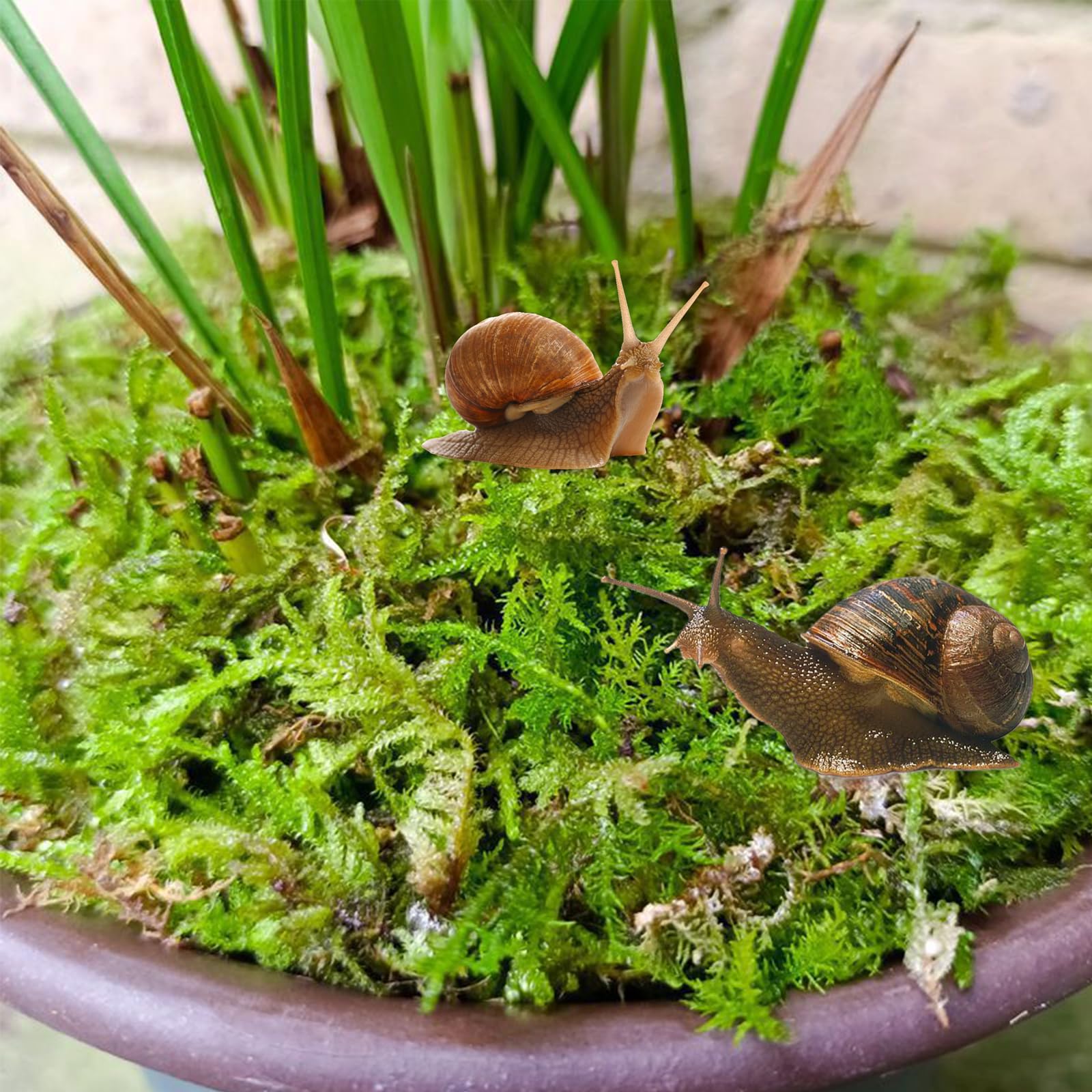 Naturalny mech premium dla gadów, zielony mech, mata mchowa, dekoracja do terrarium, ślimaków, żab, pustelników, żółwi
