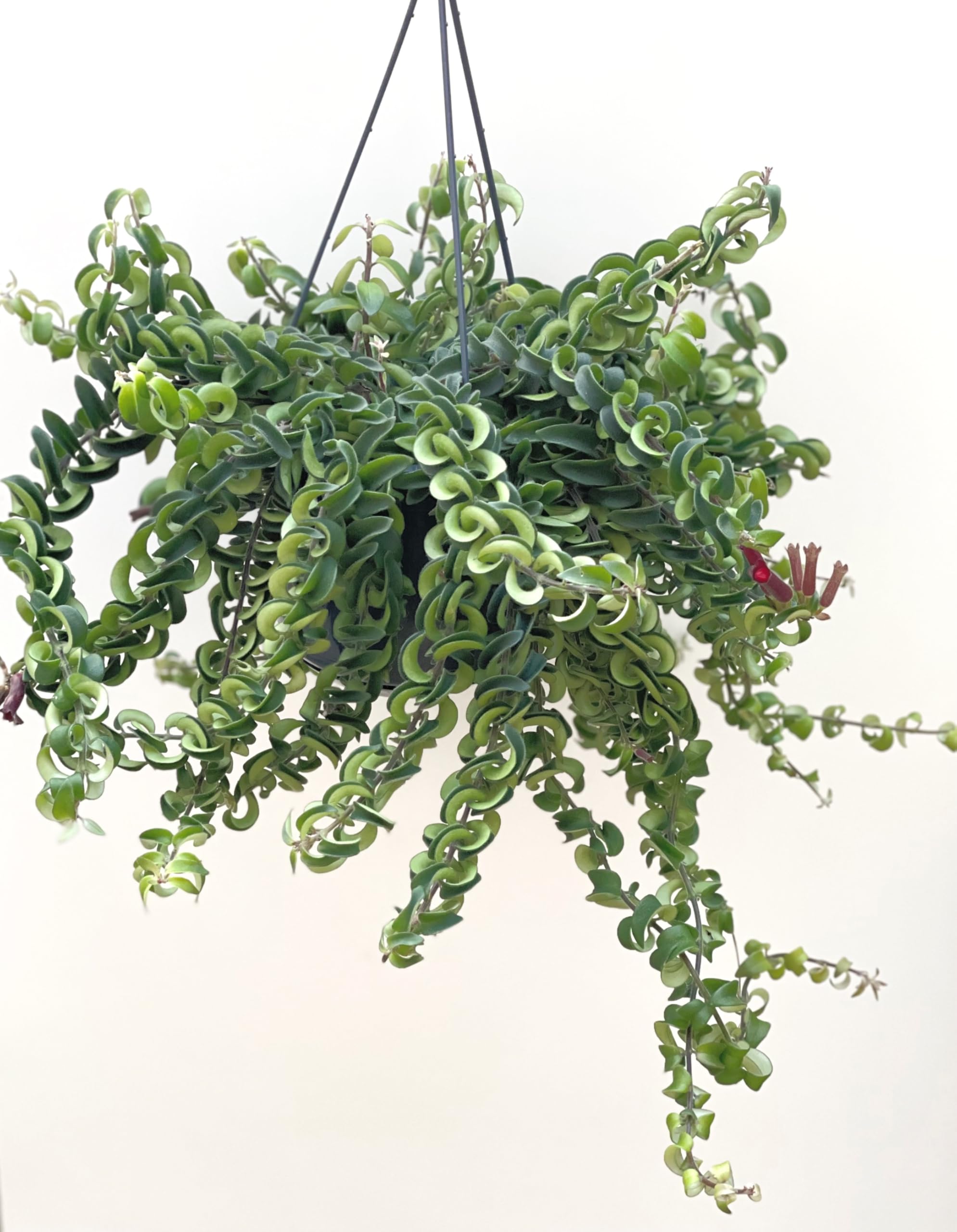 Aeschynanthus Twister Hanging Plant | Lipstick Plant | Pot Size 15cm (Large)