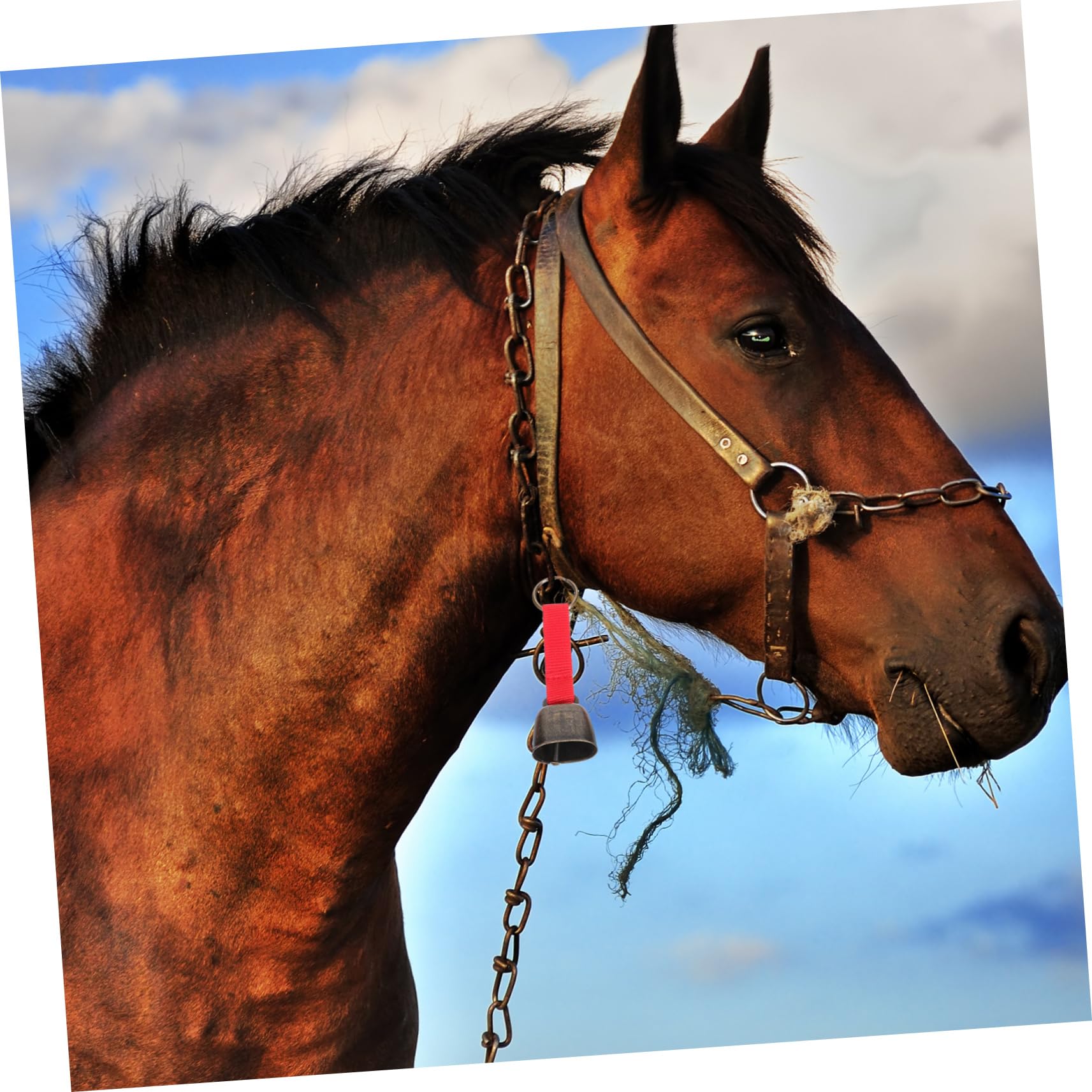 Mikikit 5sets Rustic Bells for Hiking Vintage Style Bear Bell Pet Collar Metal 5pcs*5