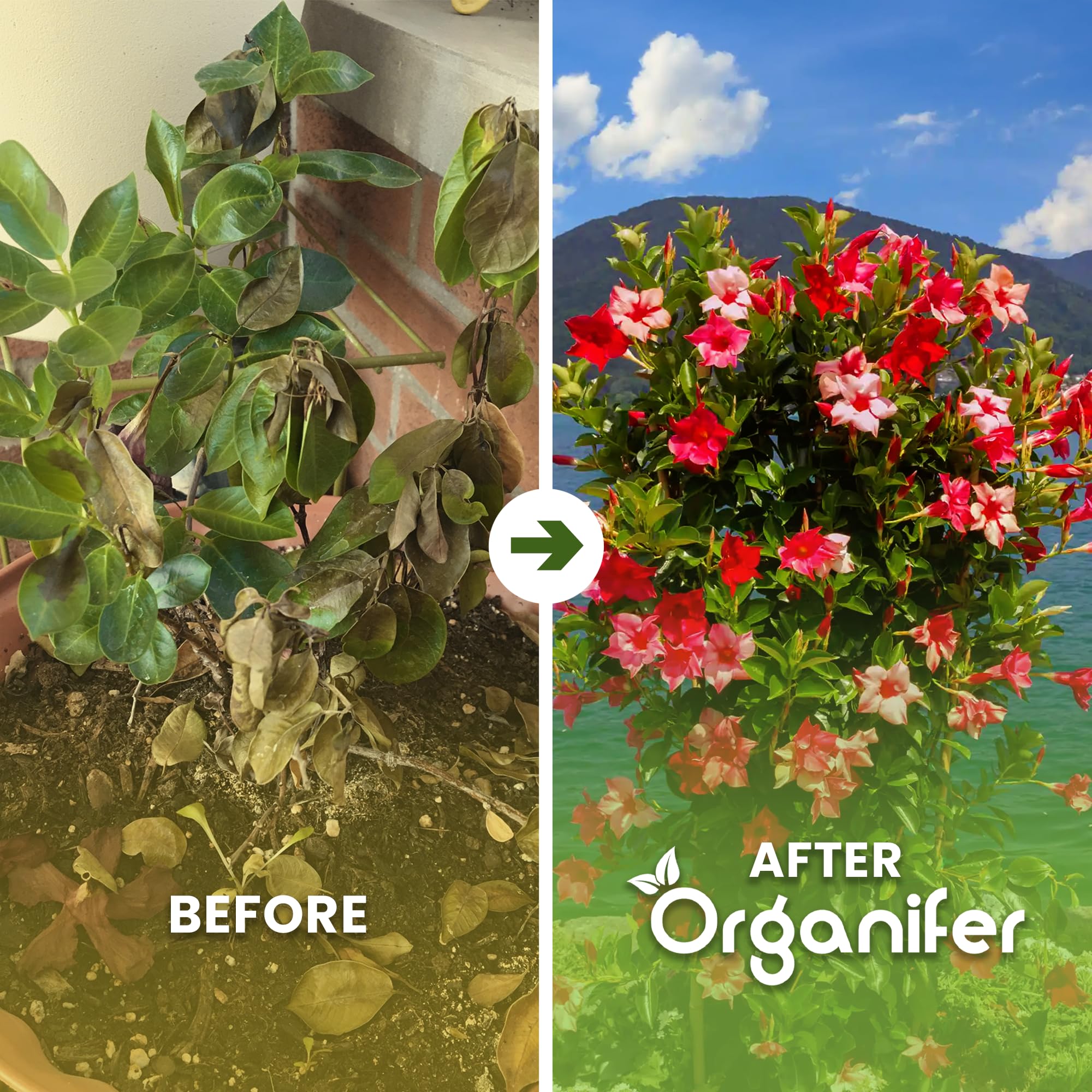 Concime liquido organico 1L per Dipladénia – fioritura splendida e crescita sana – Organifer