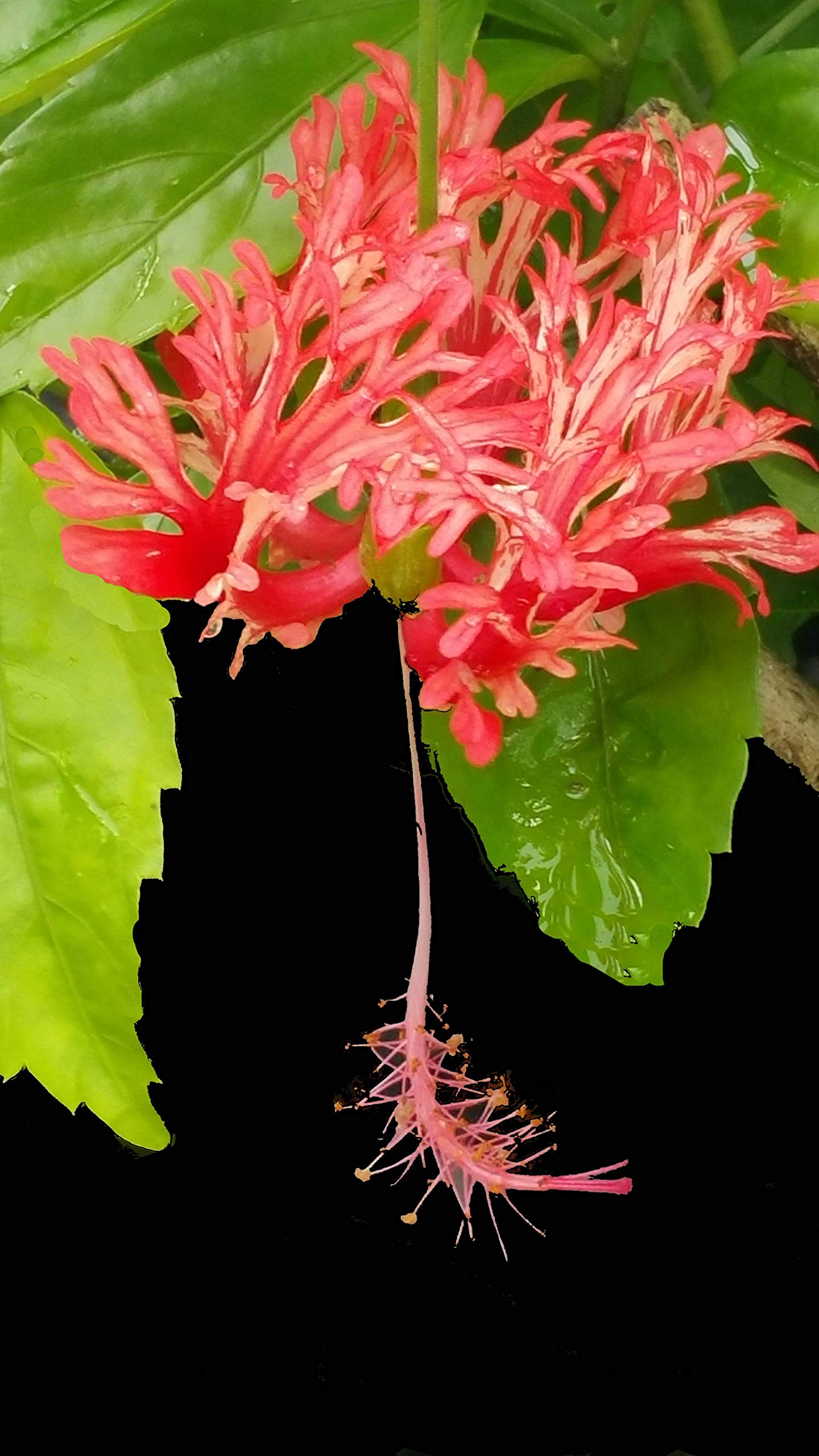 flower Amazon.com : Japanese Lantern - Heirloom Tropical Hibiscus