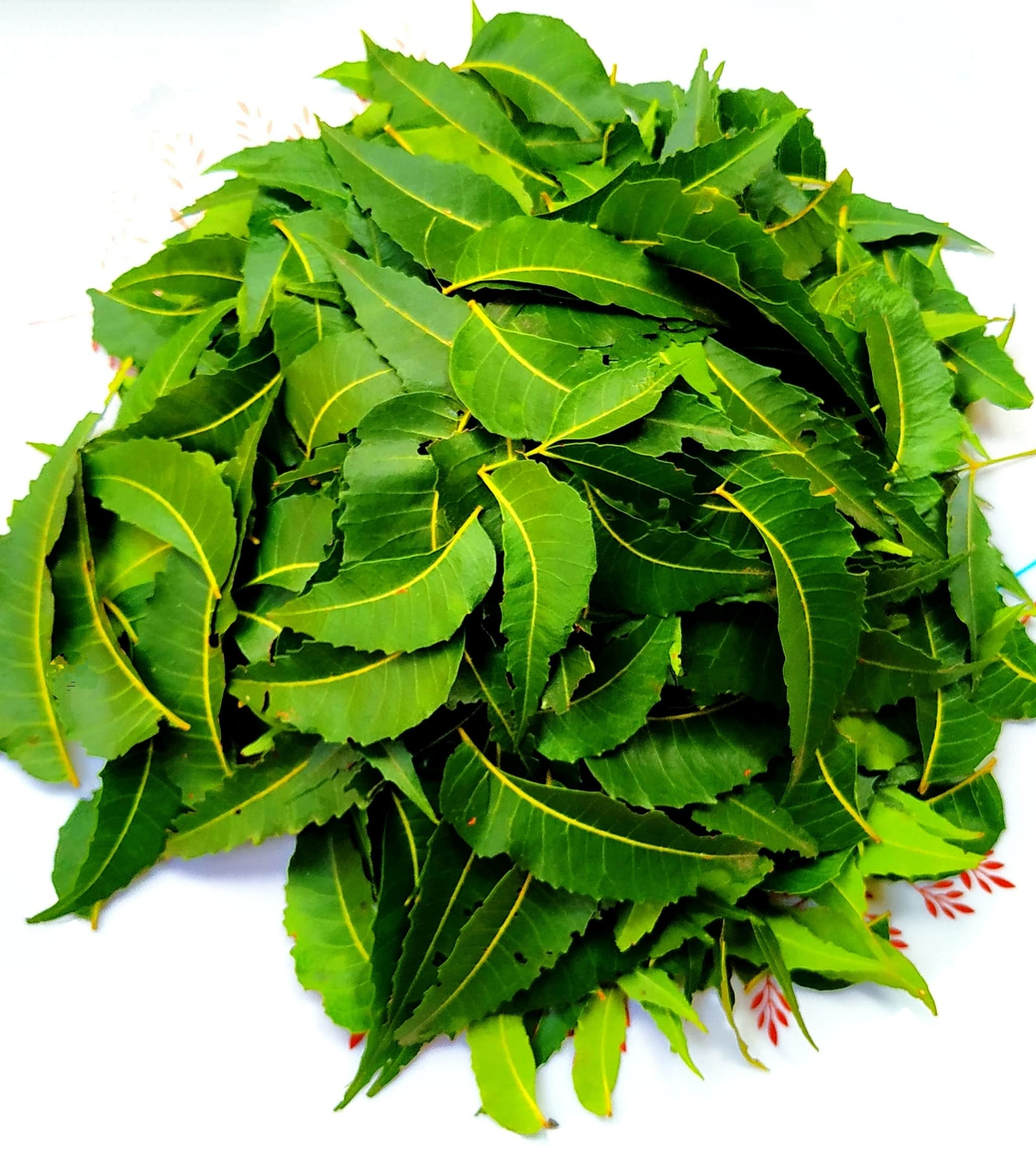 NATURE WORLD PREMIUM PURE ORGANIC GREEN NATURE AND AYURVEDIC NEEM VEPA AJARDICA INDICA FRESH LEAVS FOR MORE BENIFITS (200)