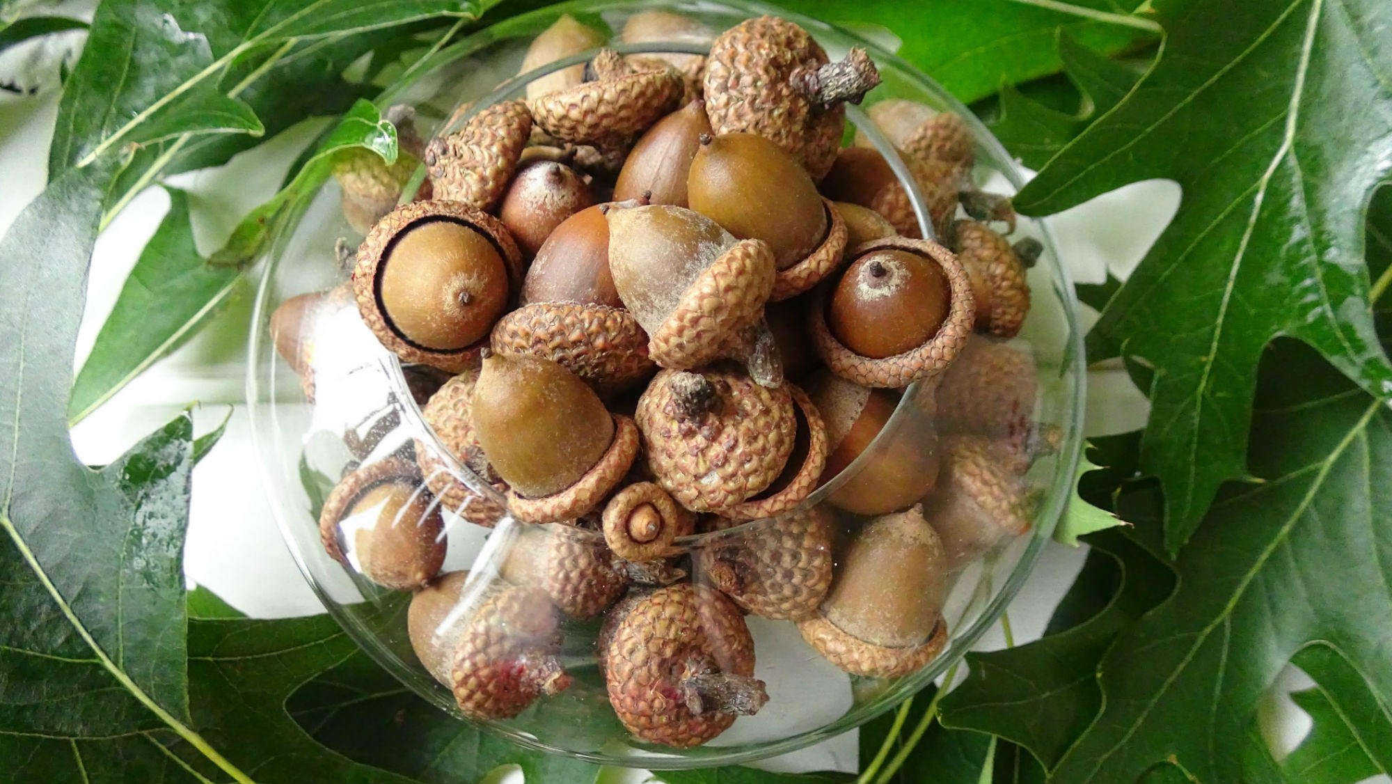Fayemint 100 Pezzi di Mini Ghiande Artificiali, Ghiande Artificiali con Cappuccio Naturale di Ghianda, 2 Colori Simulazione Ghianda, l'Artigianato, Matrimoni, Decorazioni per la Casa